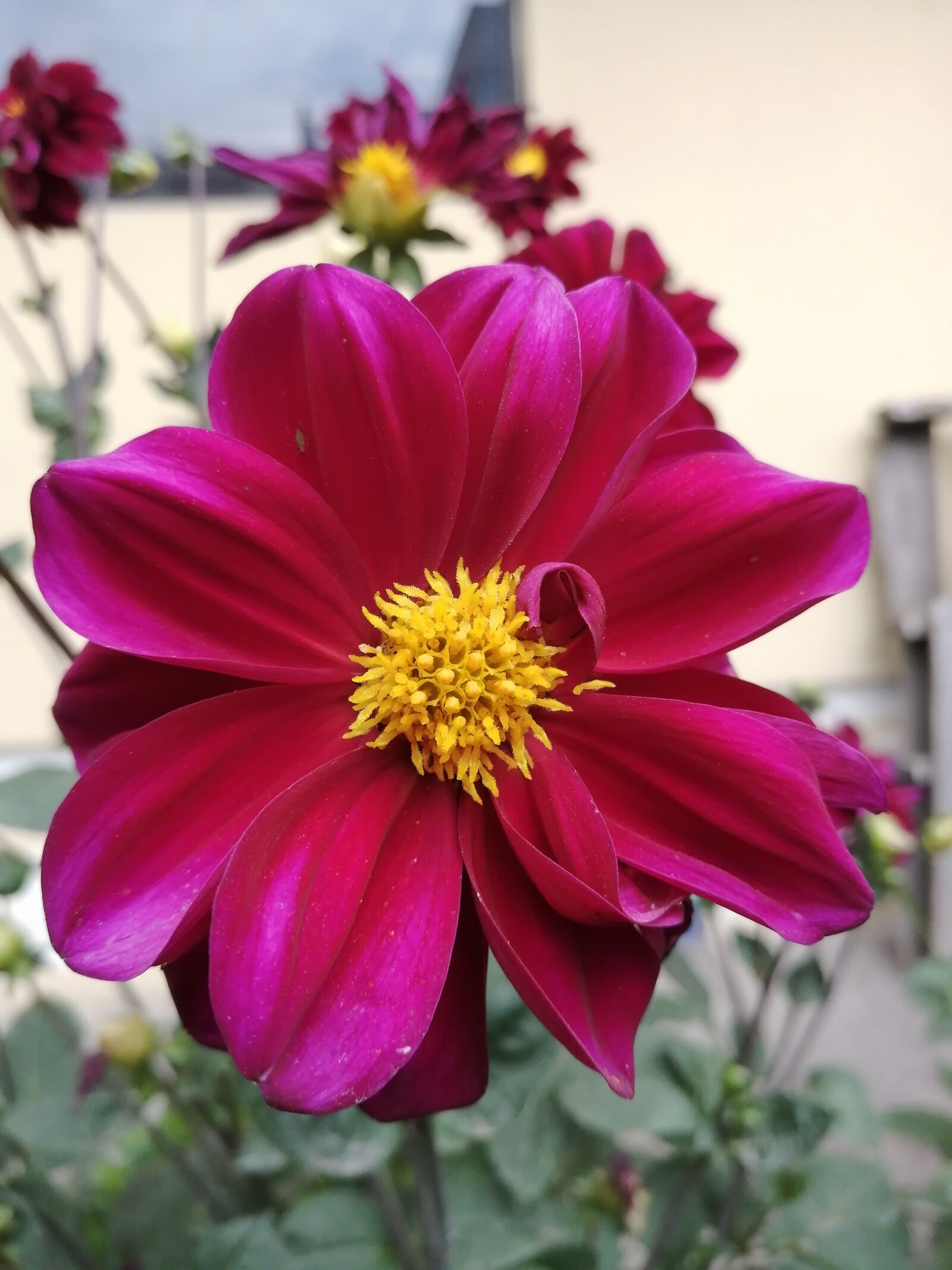 HUAWEI P30 LITE sample photo. Flower, garden, spring photography