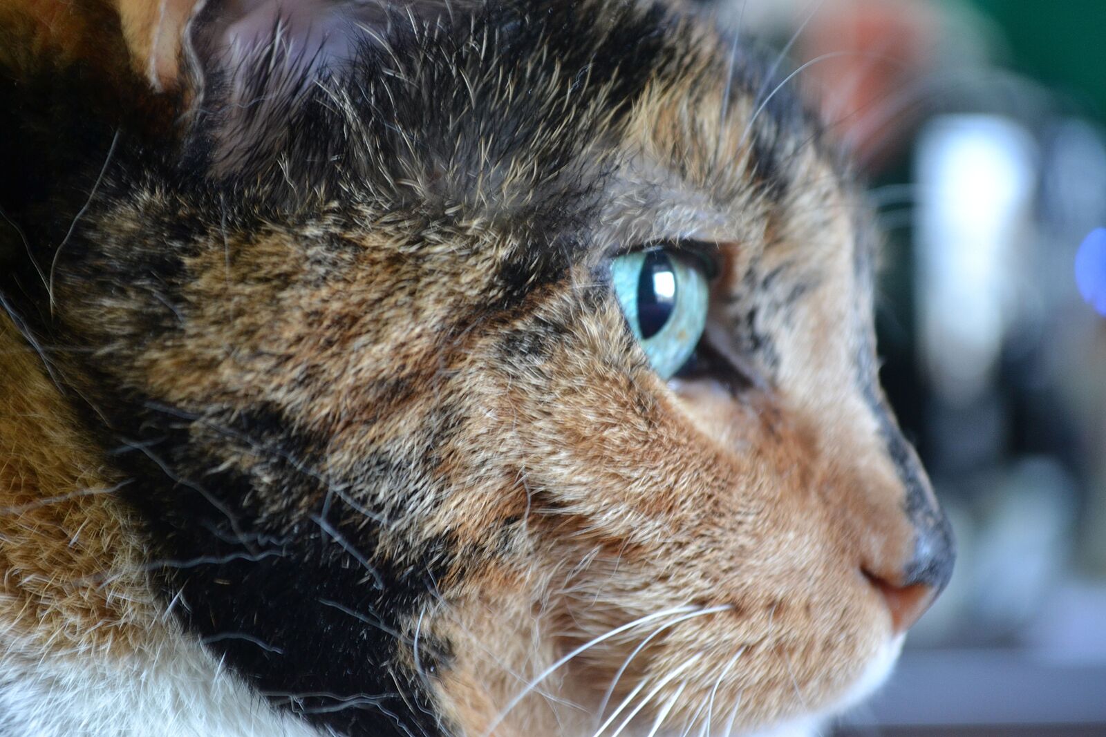Nikon D3100 sample photo. Cat, portrait, animal photography
