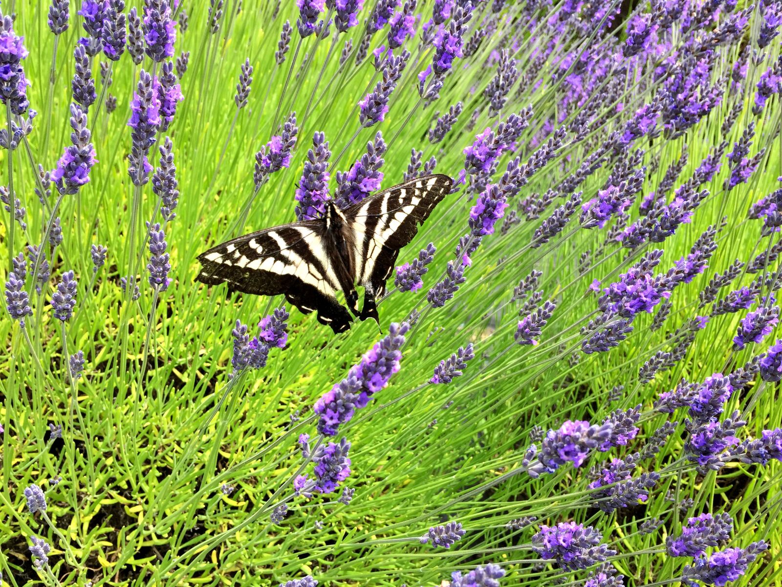 iPhone 6 Plus back camera 4.15mm f/2.2 sample photo. Butterfly, lavender, garden photography