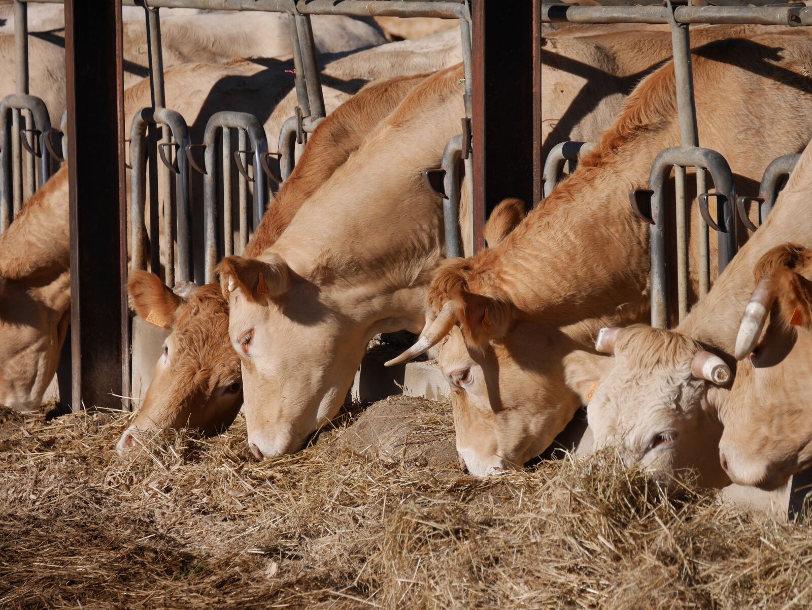 Panasonic Lumix DMC-GX7 sample photo. Cows, agriculture, breeding photography