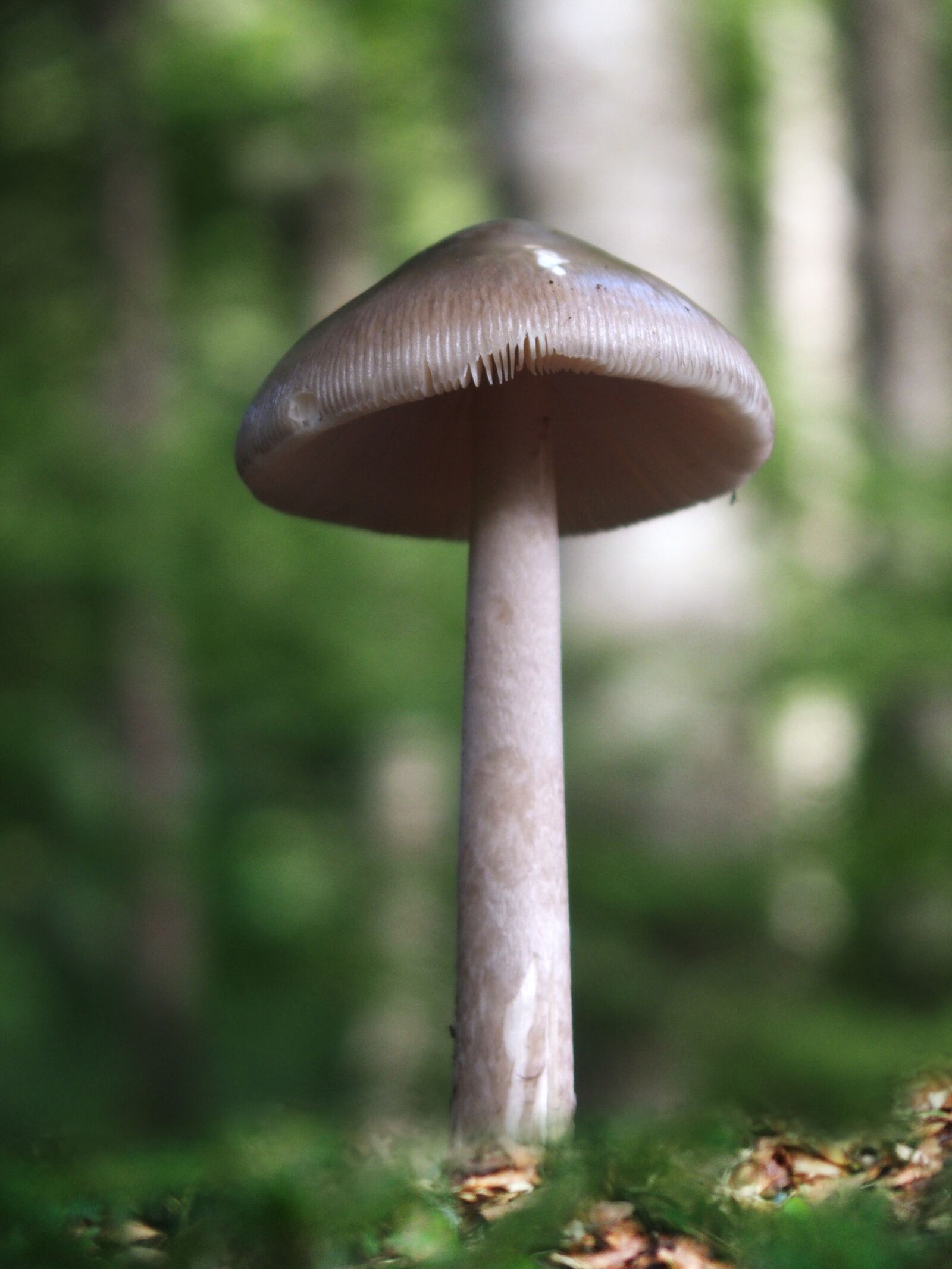 Olympus STYLUS1,1s sample photo. Mushrooms, amanita, forest photography