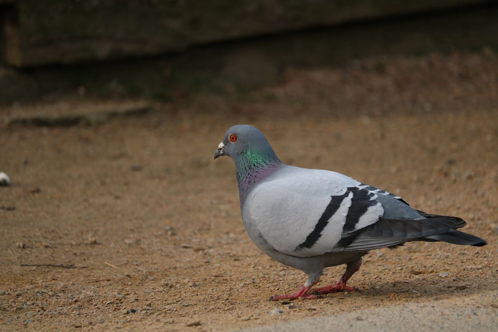 Canon EOS 750D (EOS Rebel T6i / EOS Kiss X8i) sample photo. Bird, nature, animal world photography