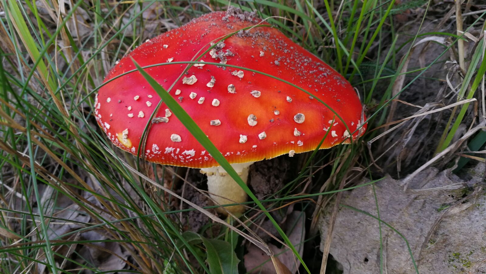 HUAWEI P10 sample photo. Amanita, mushroom, forest photography
