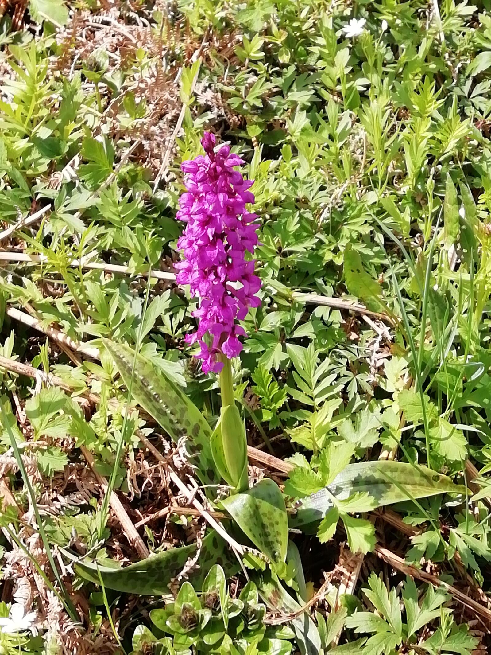 HUAWEI FIG-LX1 sample photo. Orchid, purple, flower photography