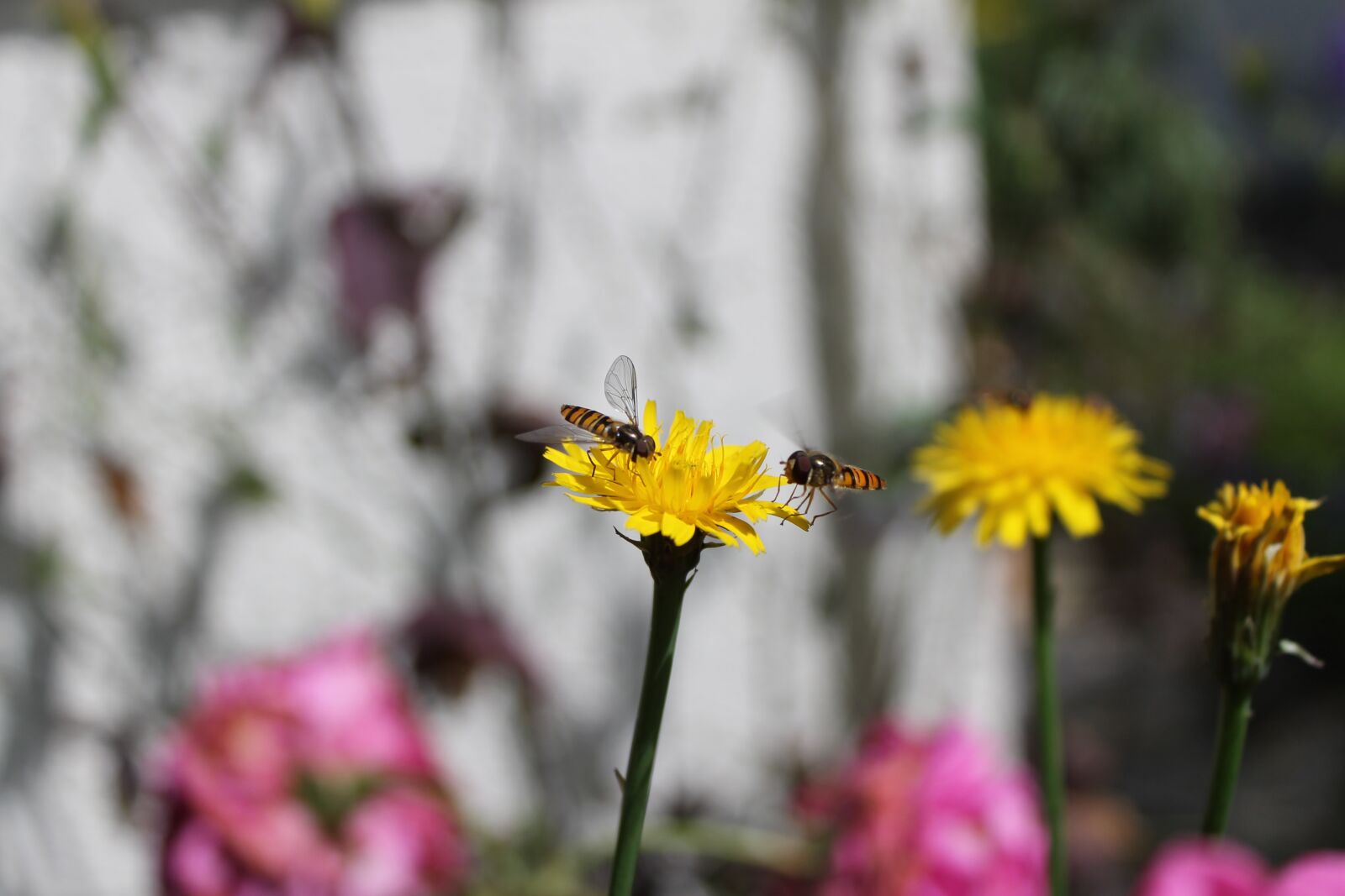 Canon EOS 1100D (EOS Rebel T3 / EOS Kiss X50) sample photo. Flower, nature, insect photography