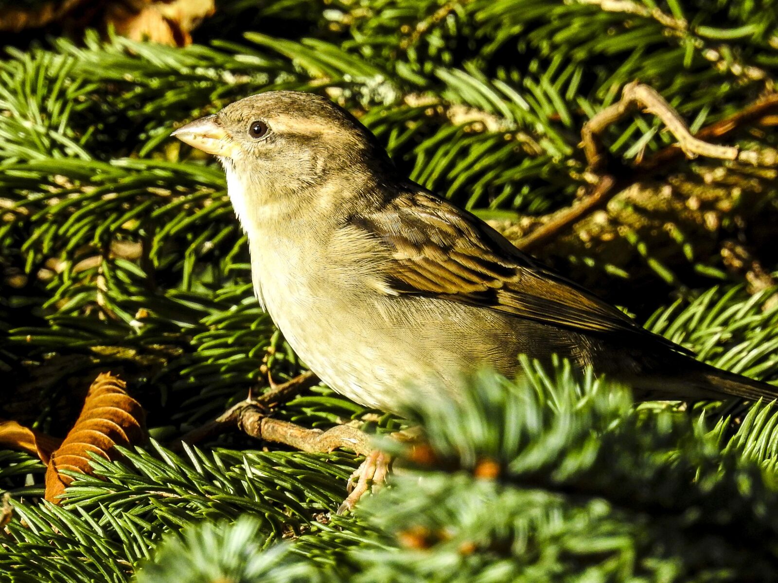 Nikon Coolpix P900 sample photo. House sparrow, sperling, bird photography