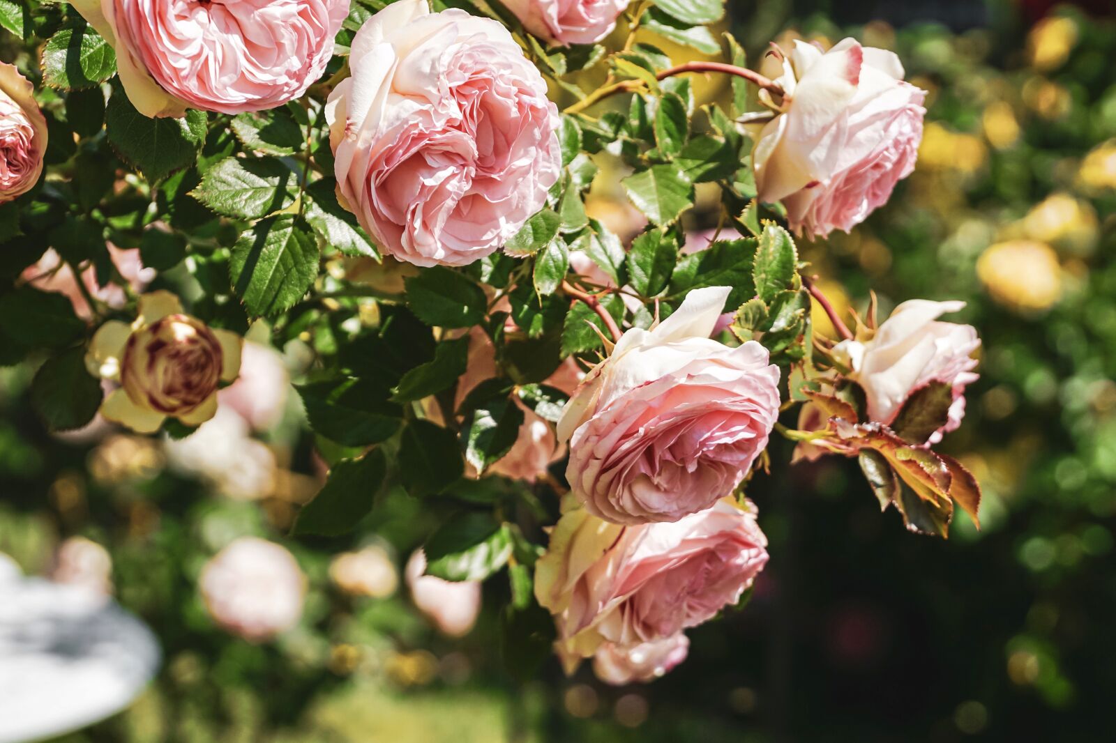 Sony DT 18-135mm F3.5-5.6 SAM sample photo. Roses, bush roses, bloom photography