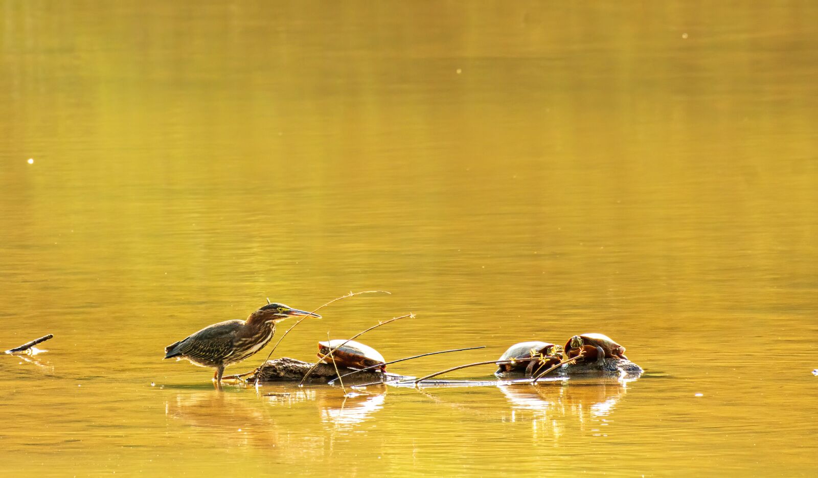Sony E 70-350mm F4.5-6.3 G OSS sample photo. Green heron, turtles, lake photography