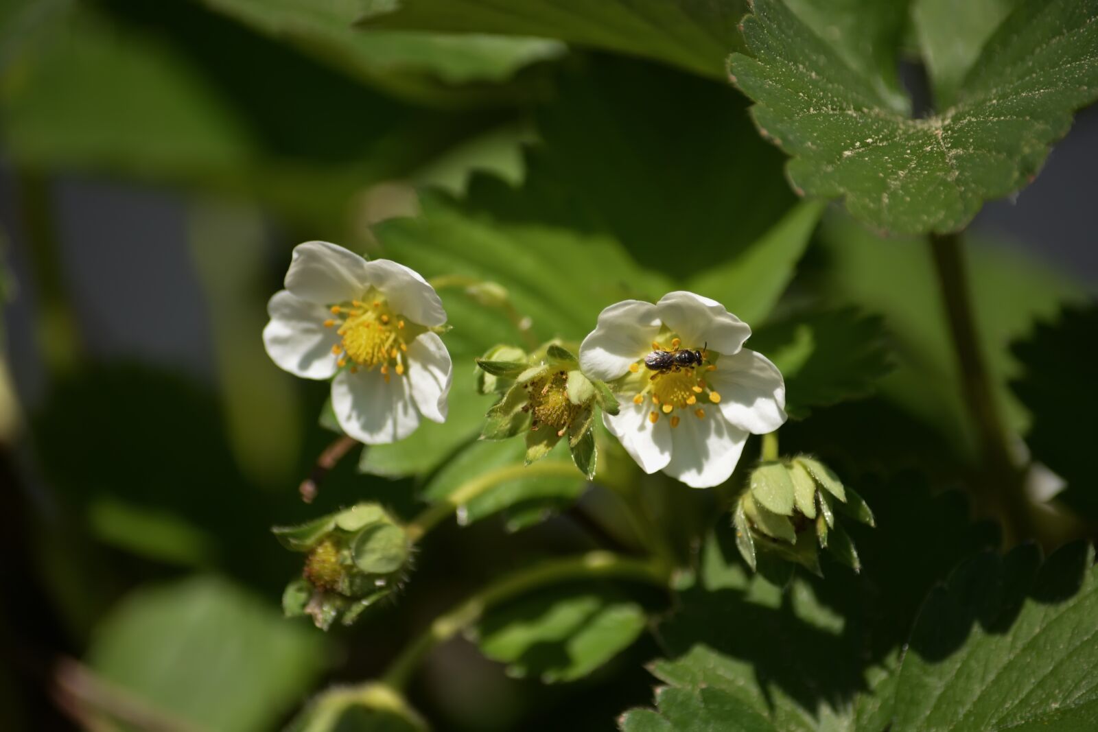Nikon D5200 sample photo. Strawberry, flowers, white photography