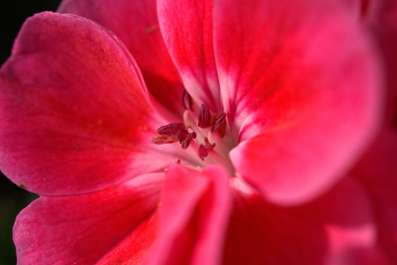 Sony E 30mm F3.5 Macro sample photo. Flower, blossom, bloom photography