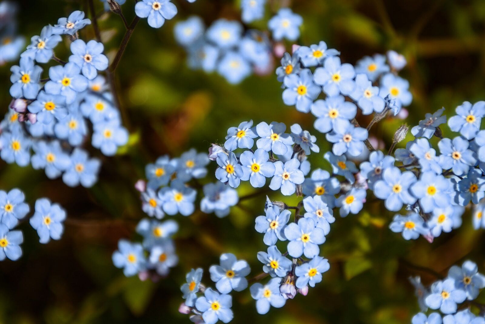 Nikon D7100 sample photo. Remember me, wildflowers, spring photography
