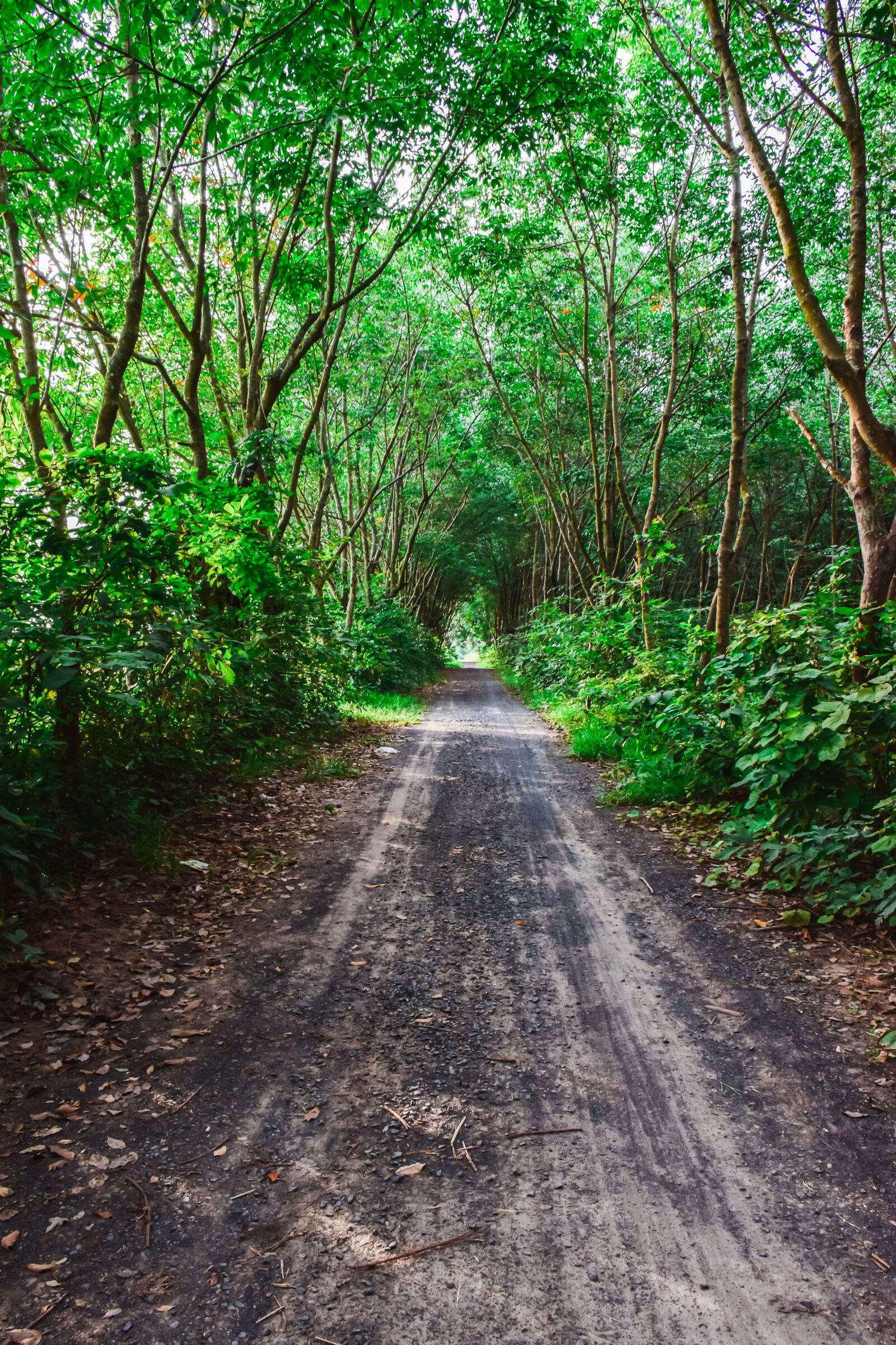 Nikon D5300 sample photo. Nature, pa, the forests photography
