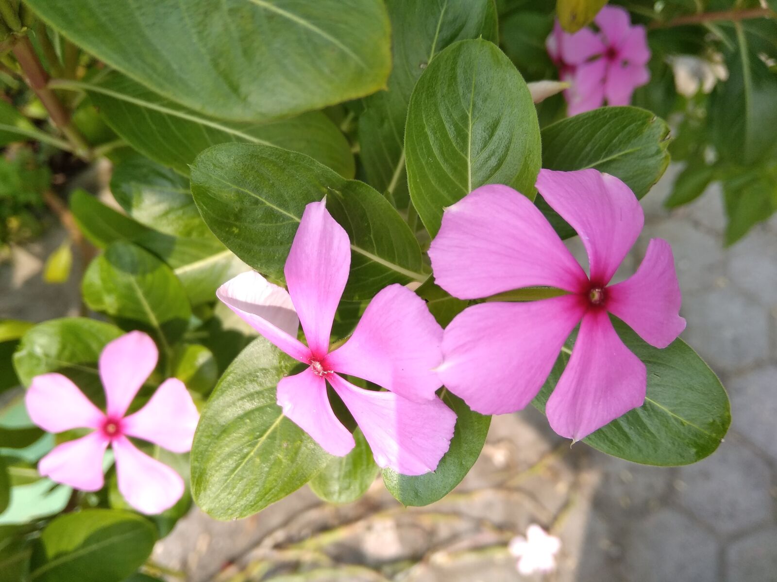 Xiaomi Redmi 5A sample photo. Flowers, purple, young photography