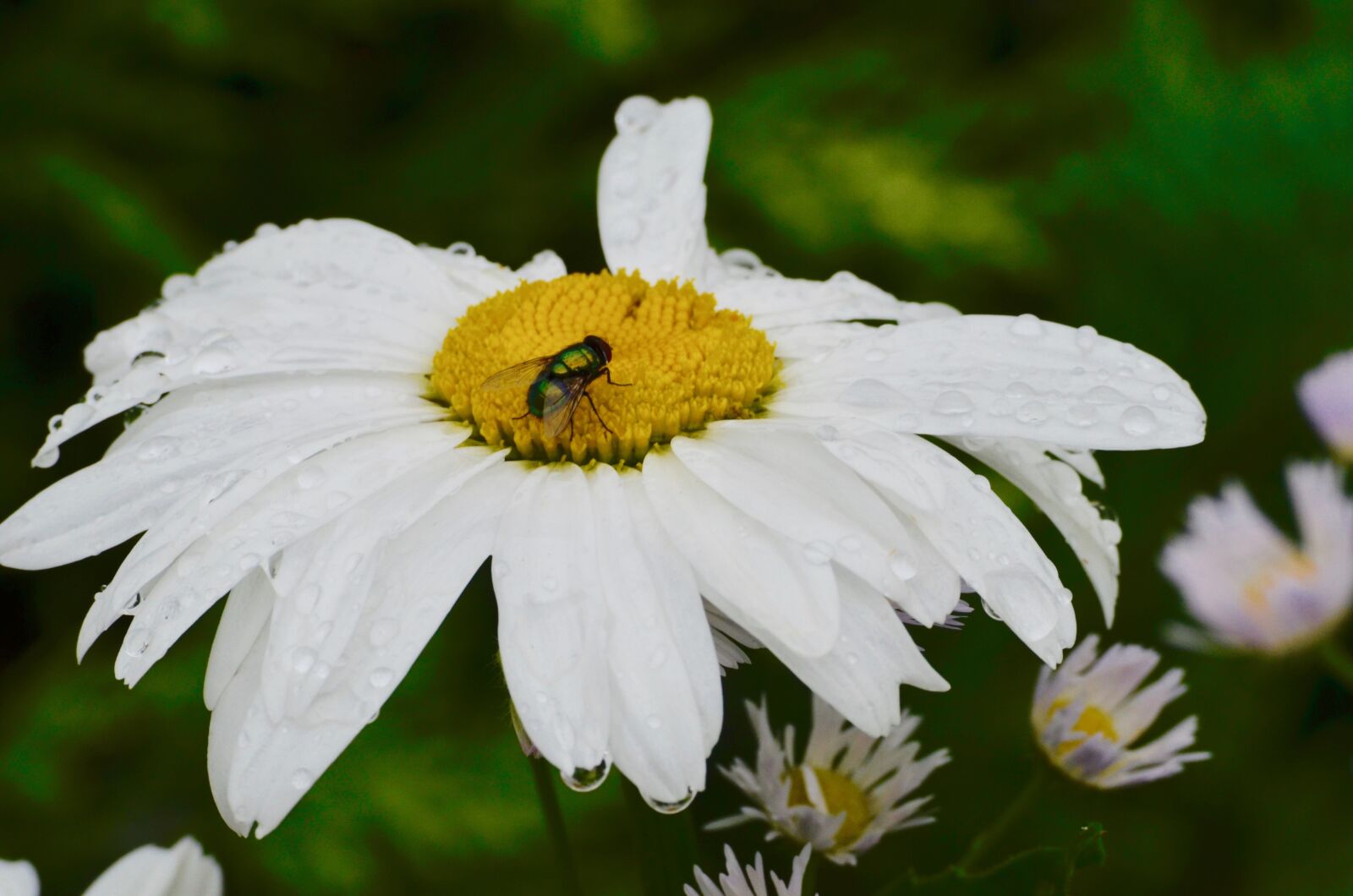Nikon D5100 sample photo. Fly, insect, daisies photography