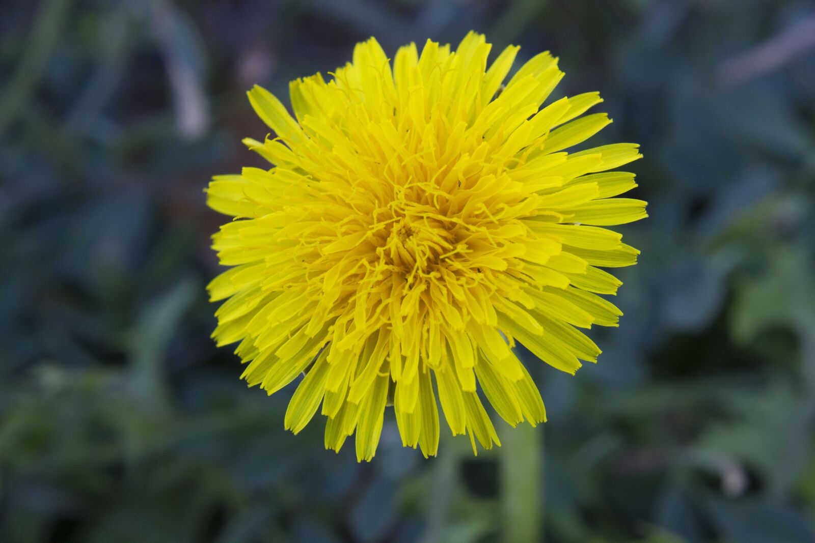 Canon EOS 550D (EOS Rebel T2i / EOS Kiss X4) sample photo. Dandelion, flower, macro photography