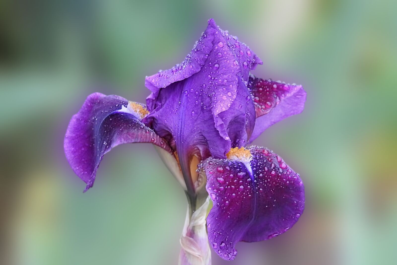 Nikon Coolpix P900 sample photo. Iris, blossom, bloom photography