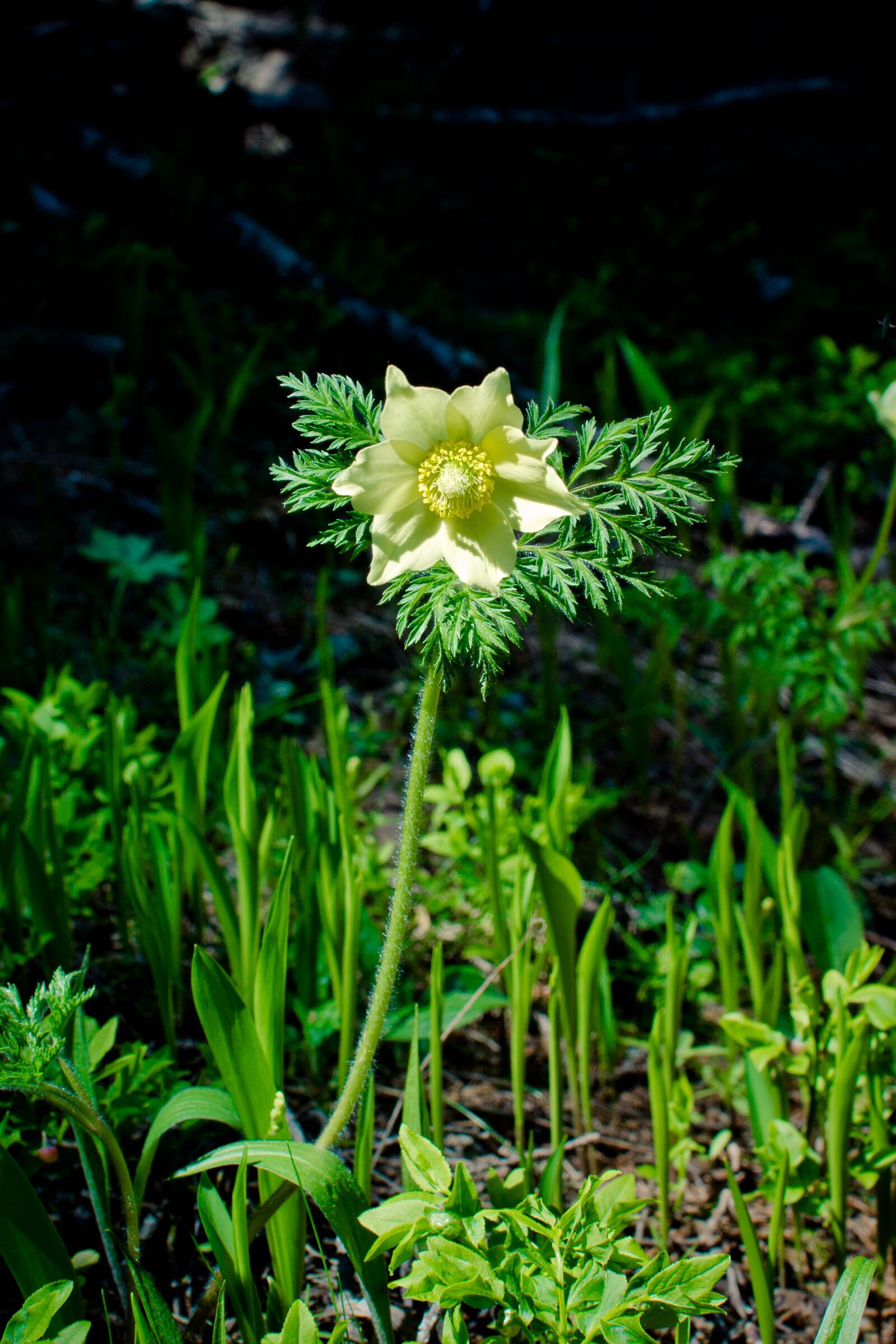 Nikon D7100 sample photo. Yellow pulsatilla alpina, pasqueflower photography