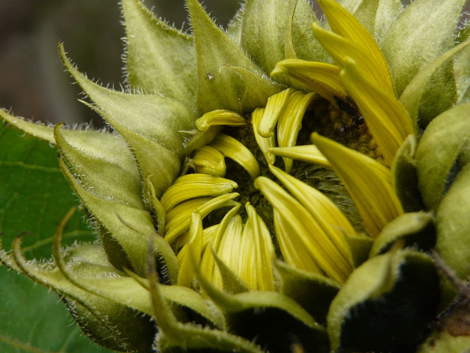 Panasonic DMC-FZ18 sample photo. Sunflower, flower, nature photography