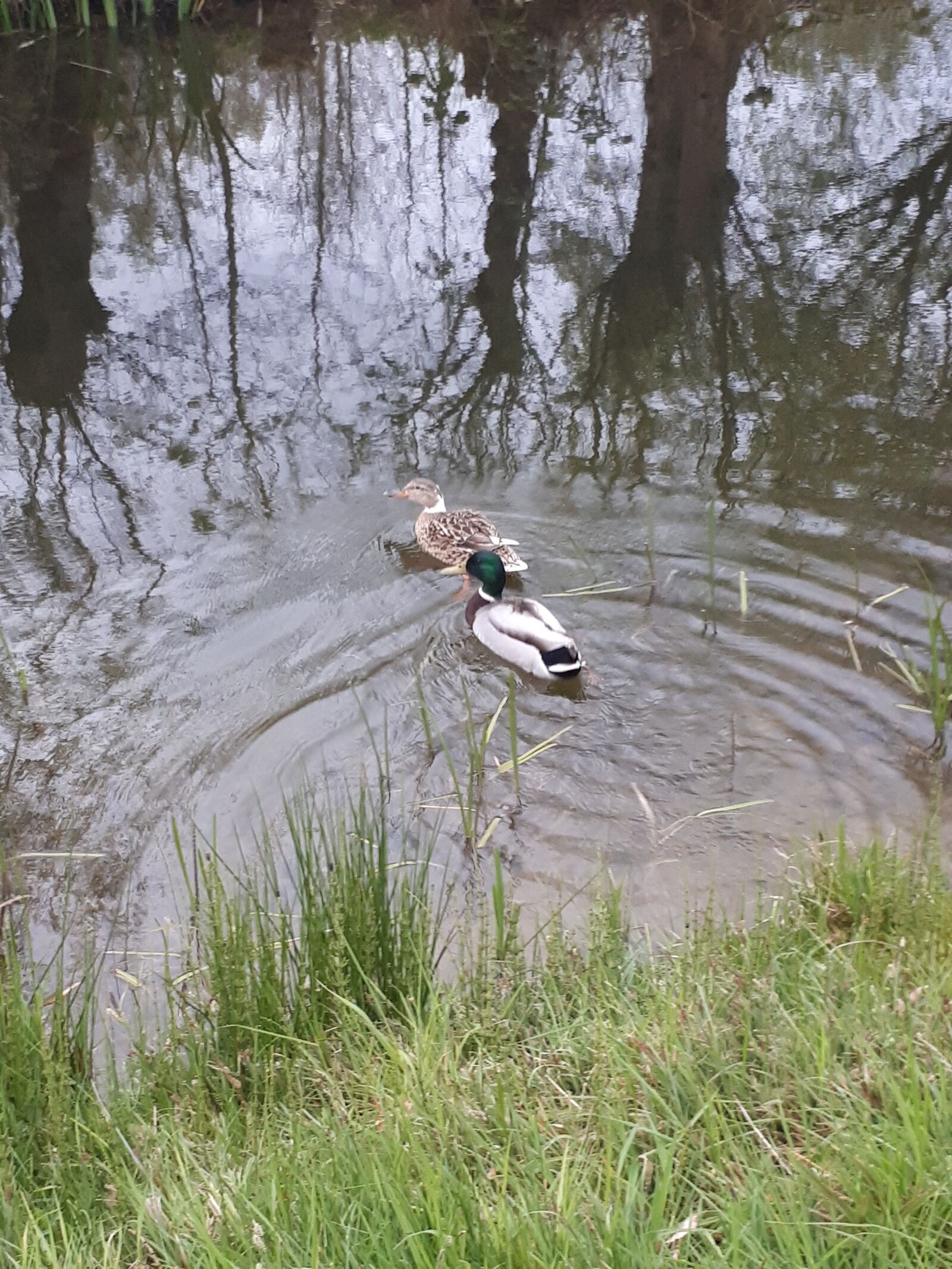 Samsung Galaxy A5(2017) sample photo. Utrecht, ducks, water photography