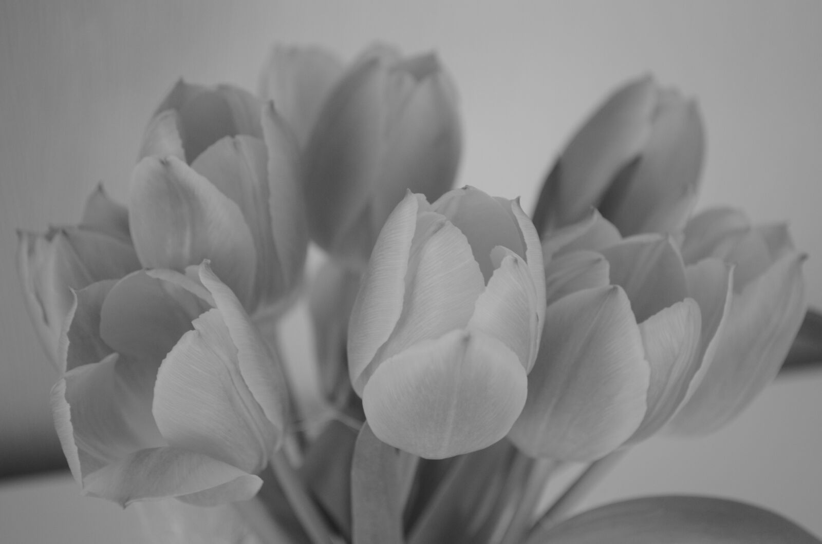 Nikon D5100 sample photo. Tulips, flowers, spring photography