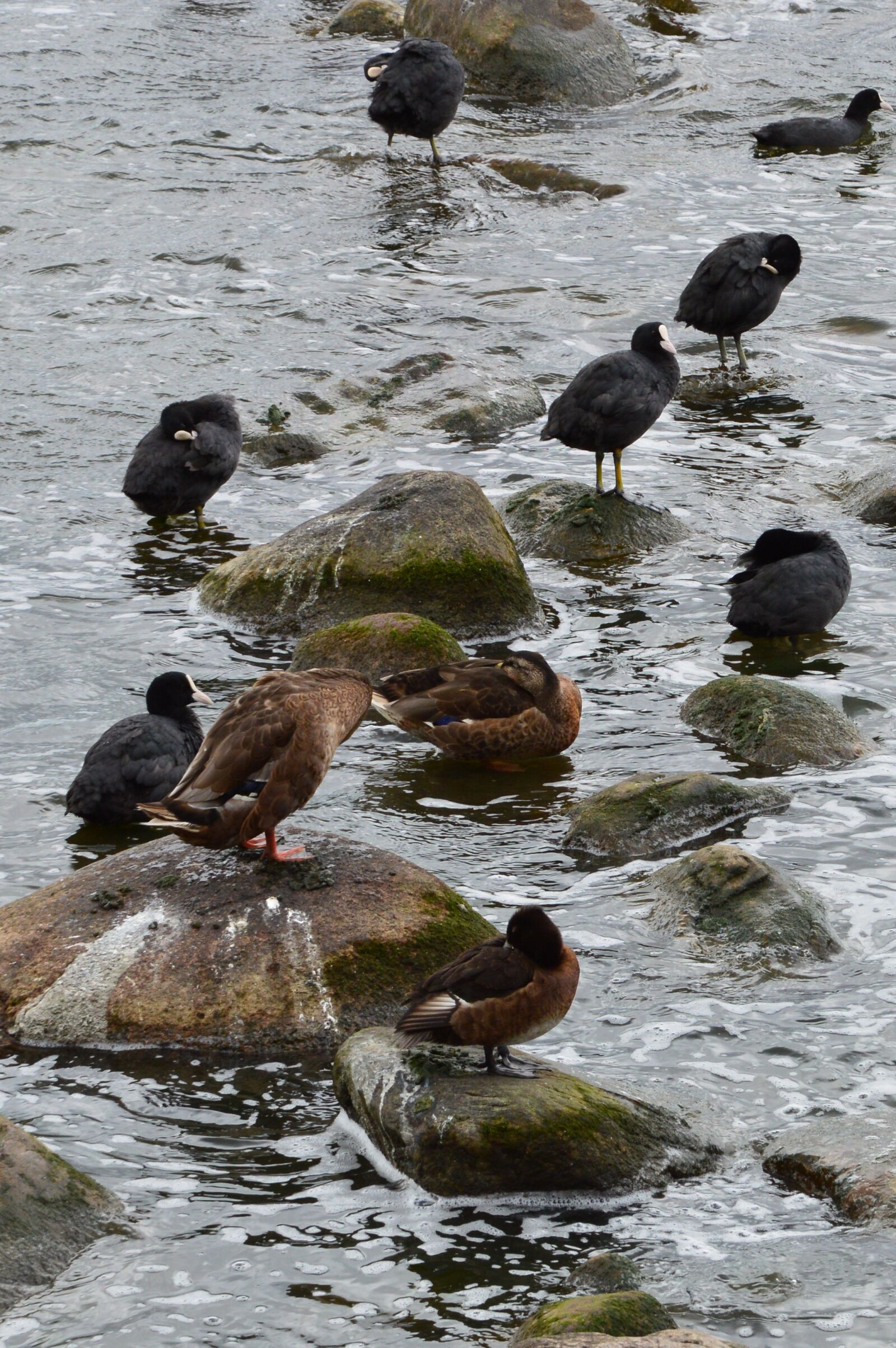 Nikon D3200 sample photo. Birds, gulls, ducks photography