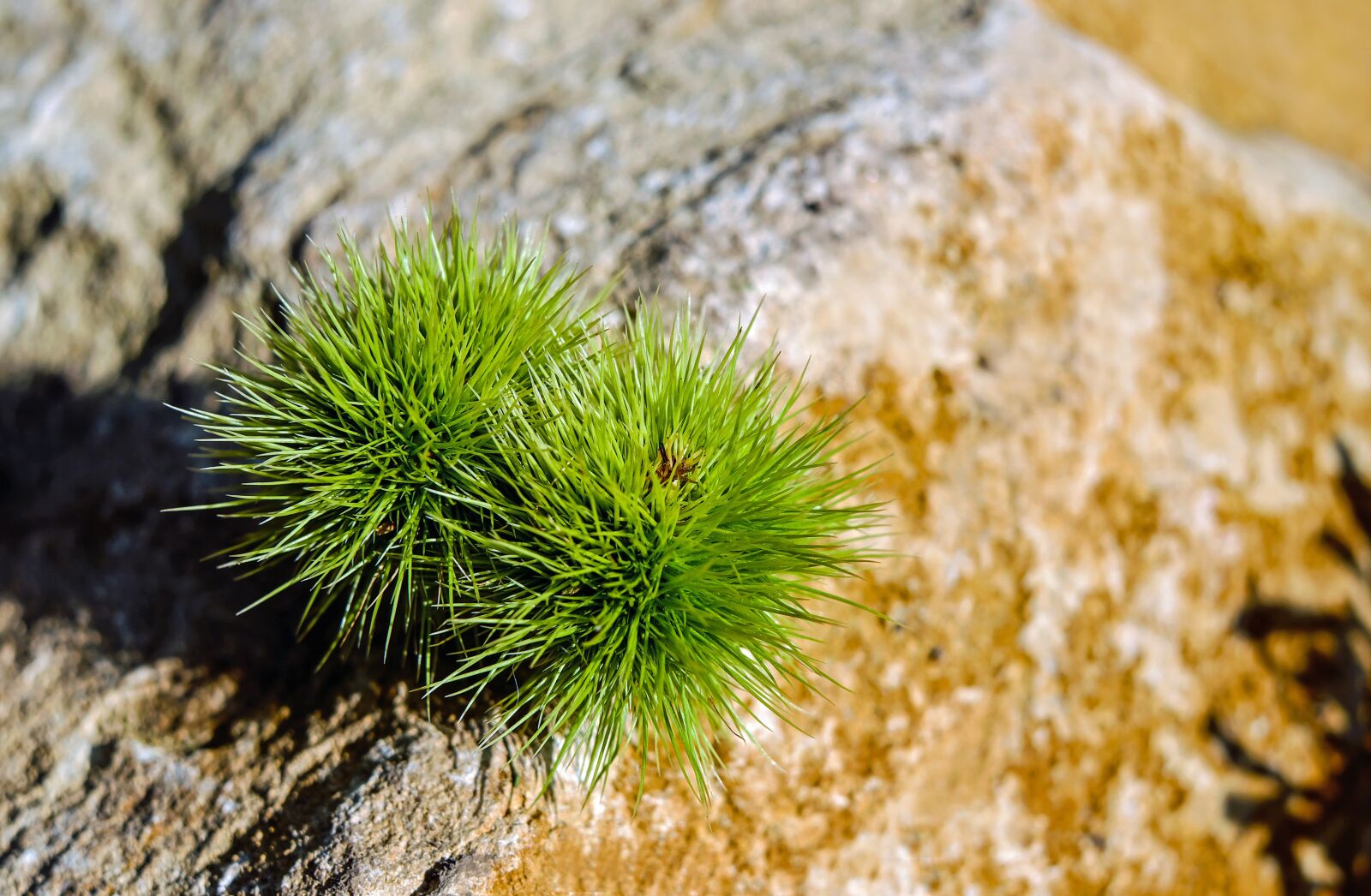 Fujifilm X-T10 + Fujifilm XF 35mm F1.4 R sample photo. Chestnut, castanea sativa, prickly photography