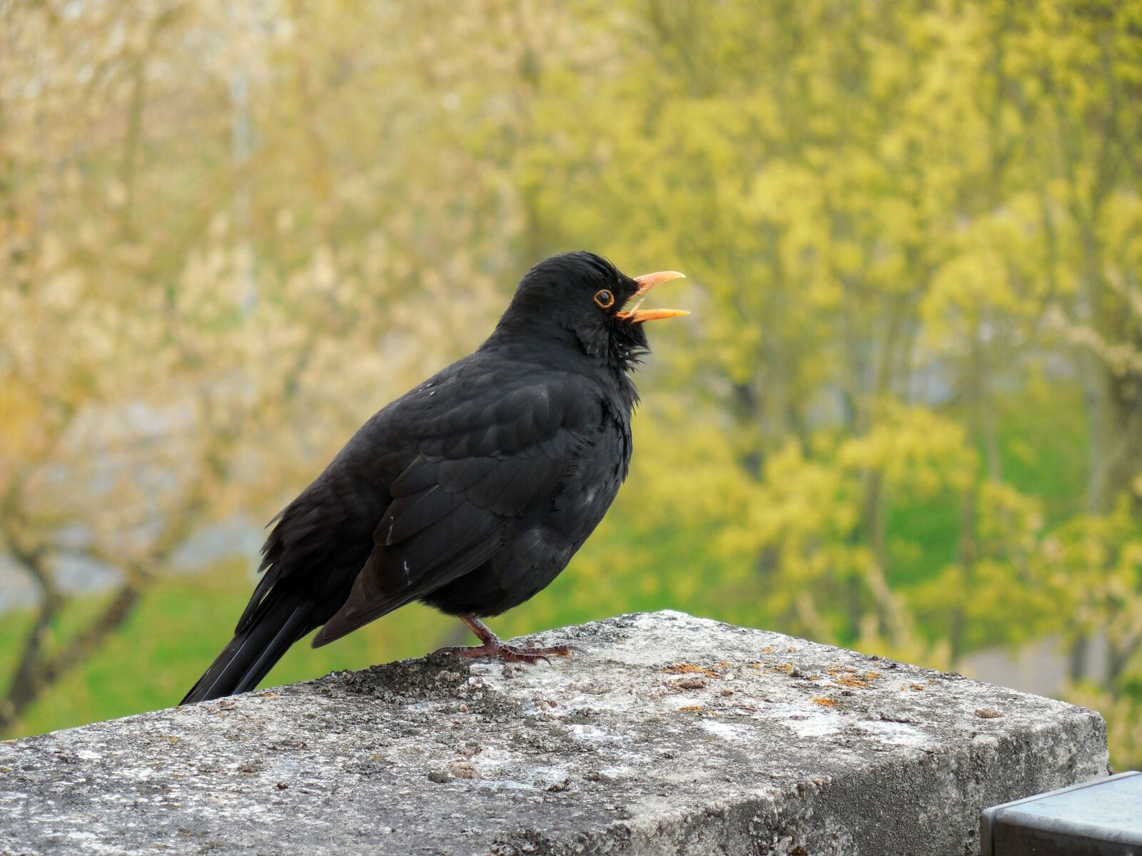 Nikon COOLPIX L620 sample photo. Blackbird, bird, songbird photography