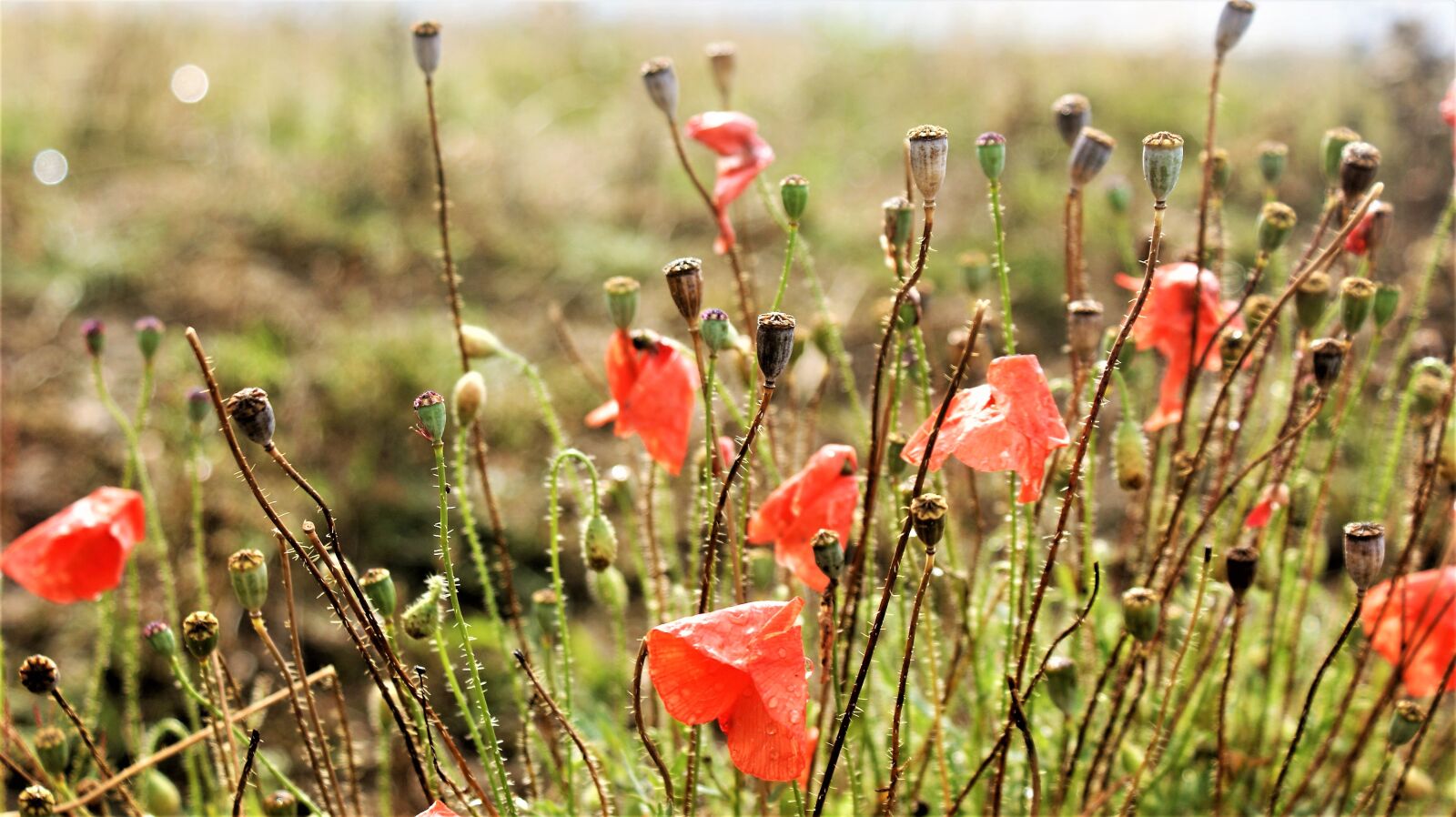 Sony Alpha DSLR-A350 sample photo. Poppy field, red flower photography