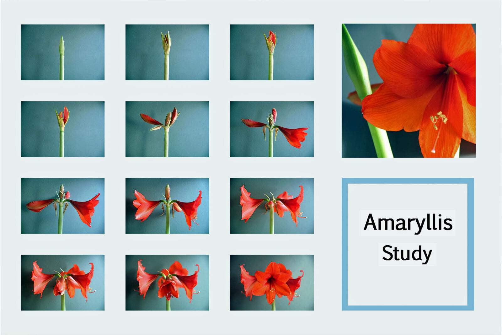 Canon EOS 5D sample photo. Amaryllis, flowers photography