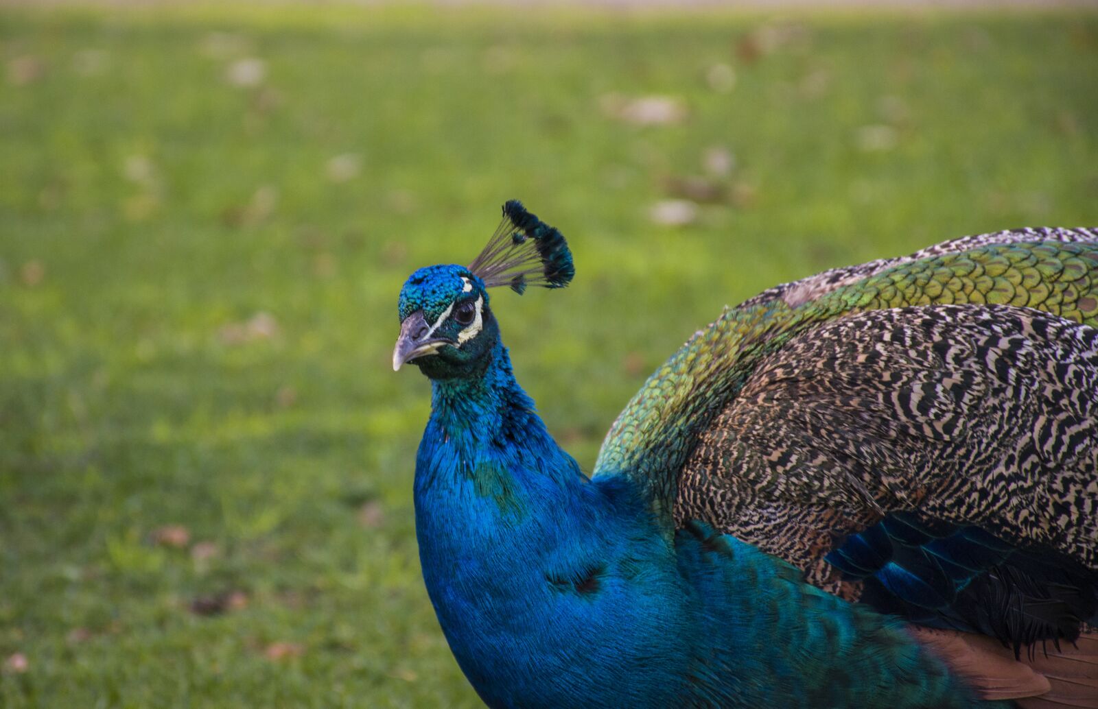 Nikon D5600 sample photo. Birds, nature, wildlife photography