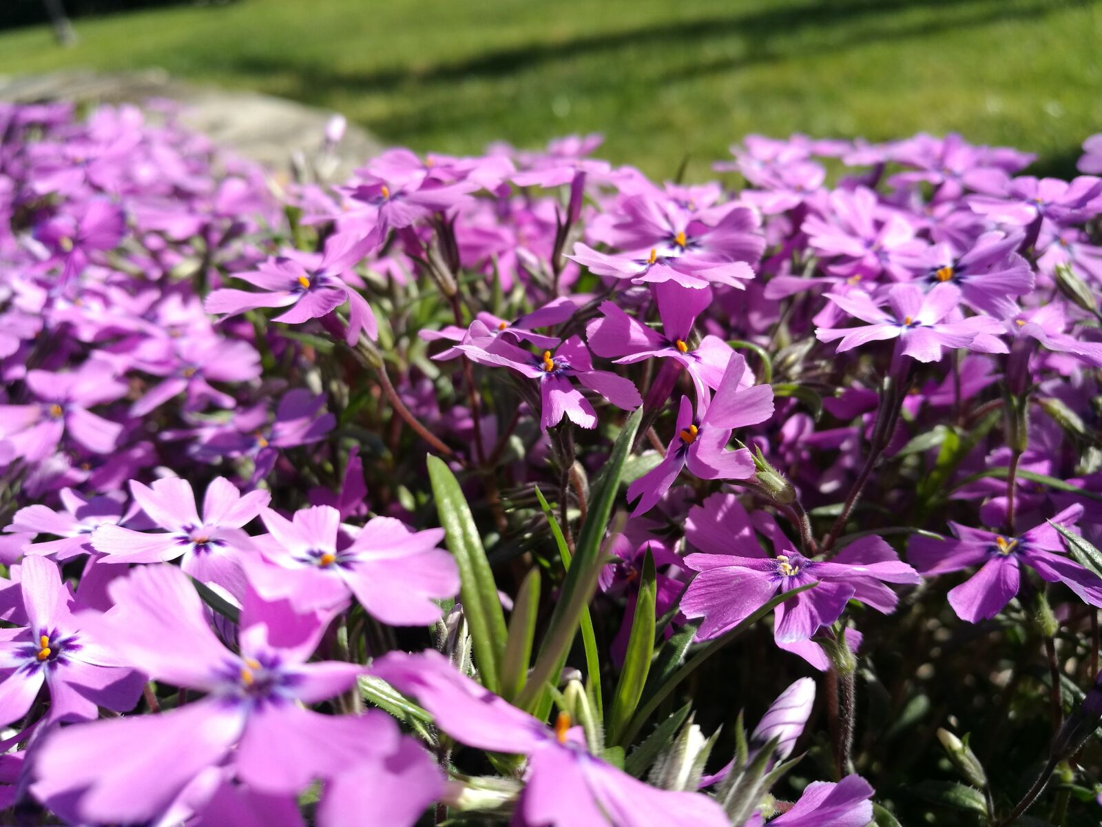 HUAWEI P9 sample photo. Flowers, violet, bloom photography