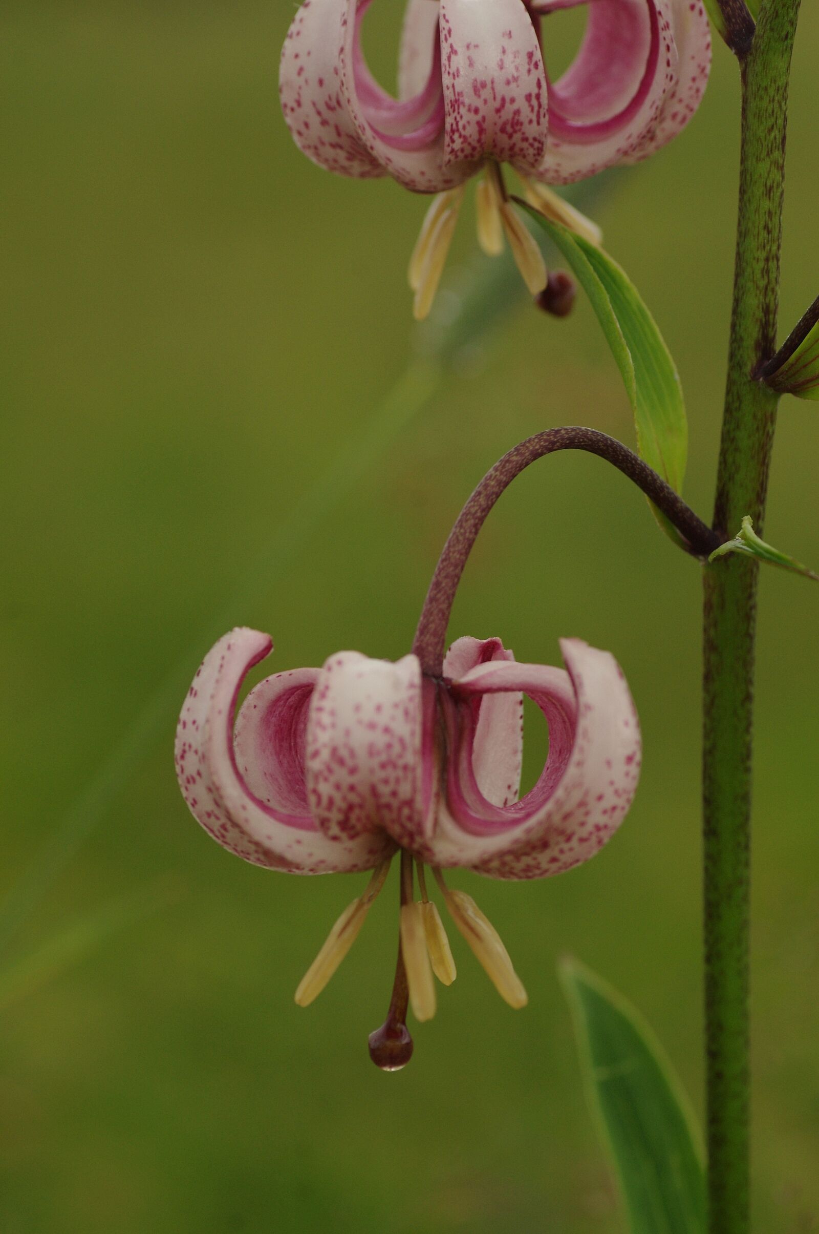 Pentax K-x sample photo. Blossom, bloom, martagon lily photography