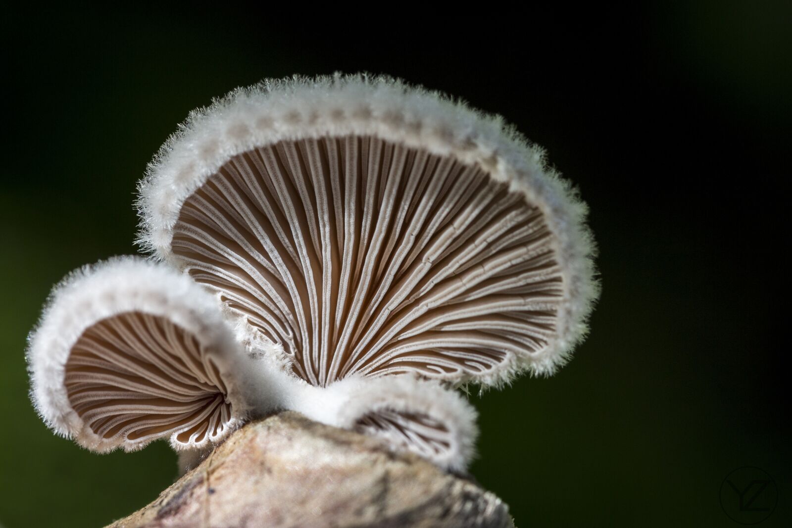 Canon EF-S 60mm F2.8 Macro USM sample photo. Mushroom, nature, forest floor photography