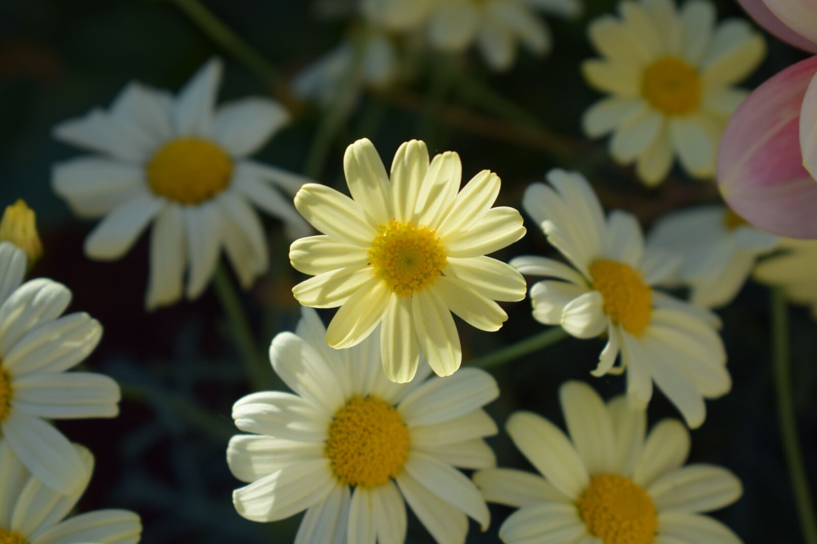 Nikon D3300 sample photo. Margurit, yellow, flower photography