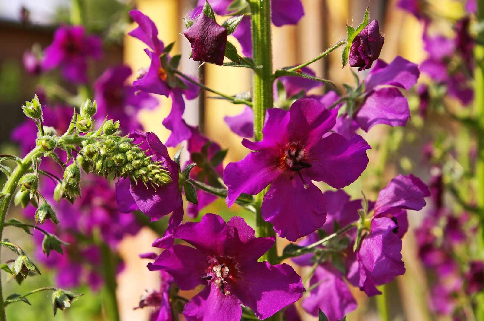 Pentax *ist DL2 sample photo. Mullein, purple flower, garden photography