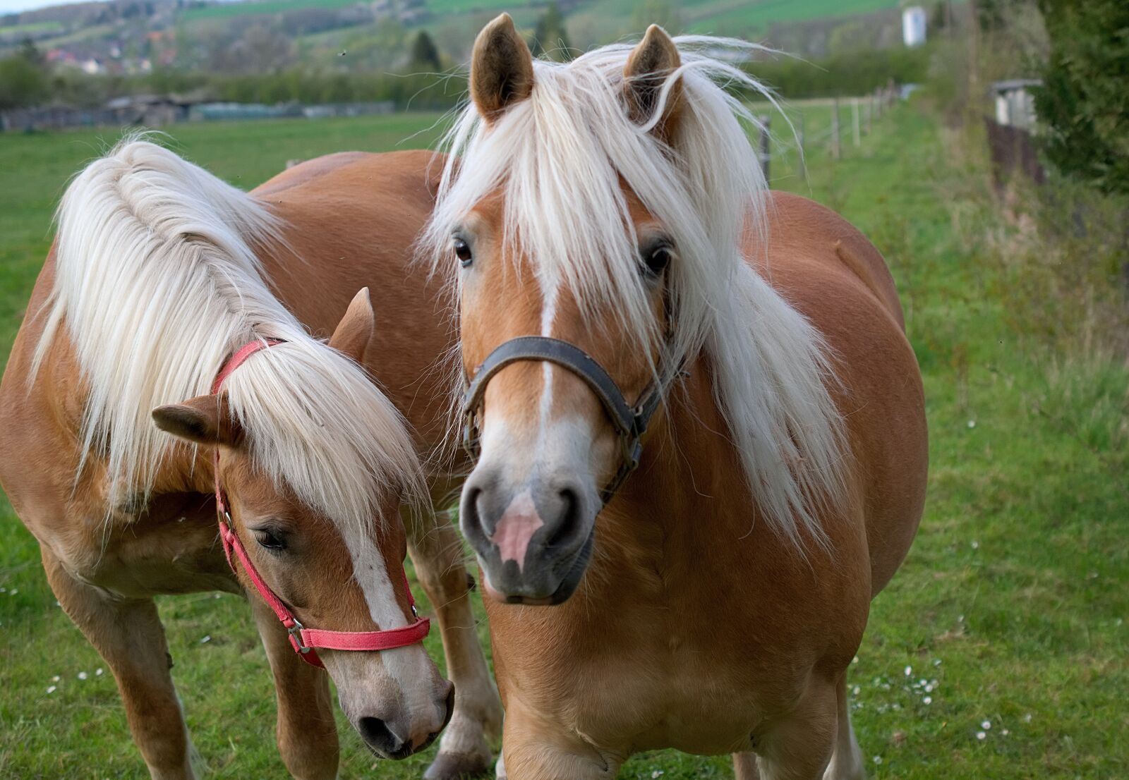 Nikon D3300 sample photo. Horse, brown, horse head photography