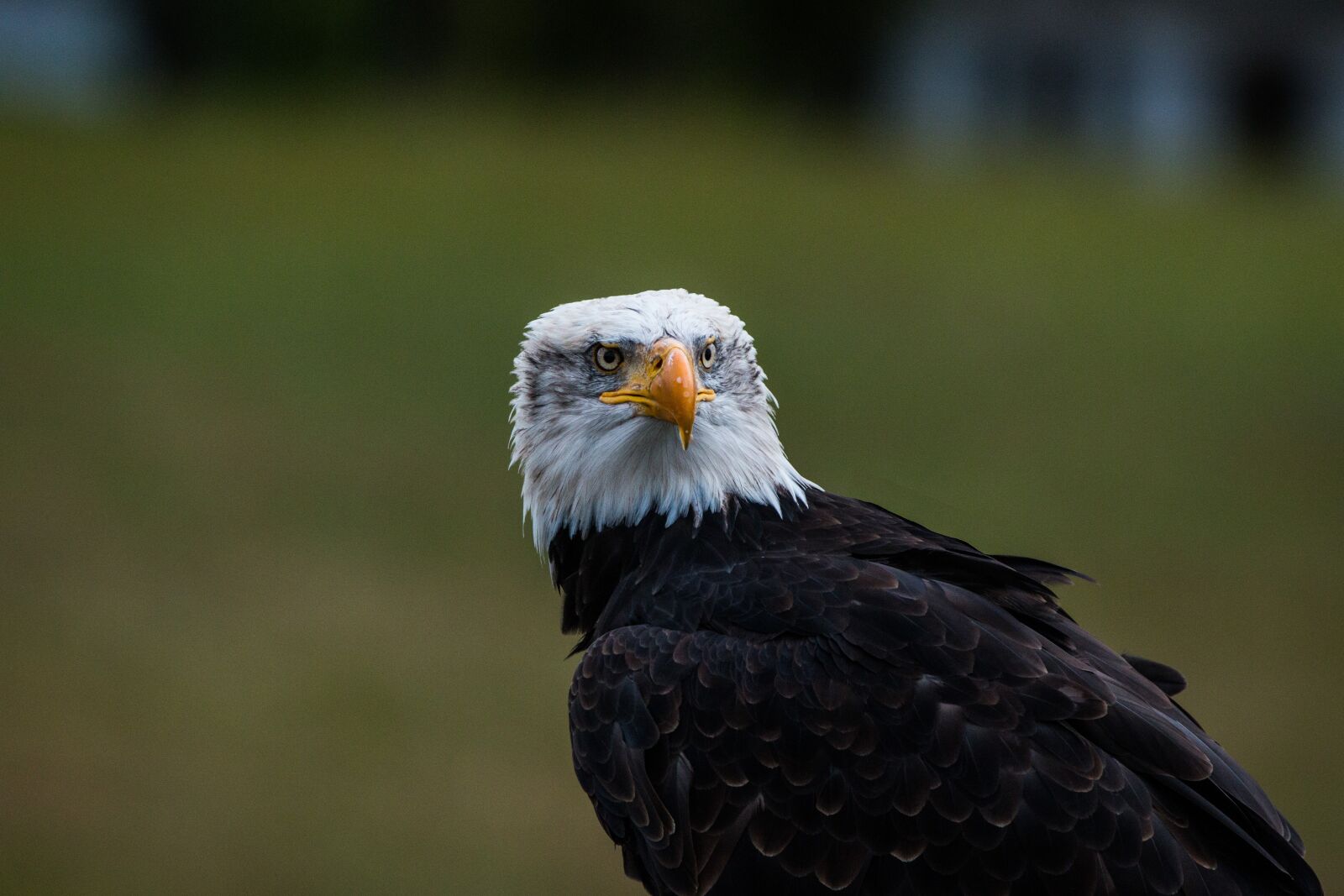 150-600mm F5-6.3 DG OS HSM | Contemporary 015 sample photo. Bald eagle, haliaeetus leucocephalus photography