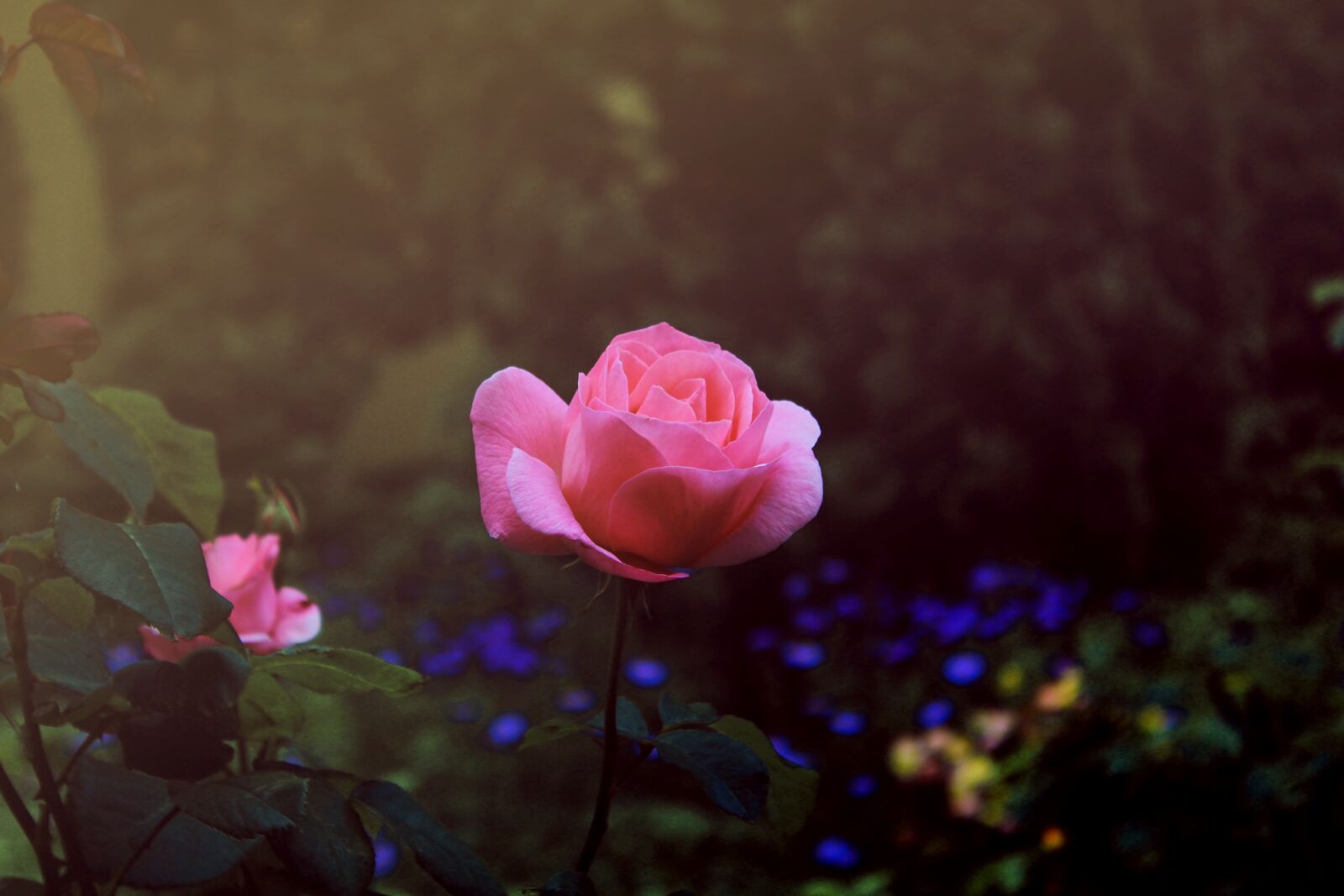 Canon EOS 550D (EOS Rebel T2i / EOS Kiss X4) sample photo. Nature, flowers, rose photography