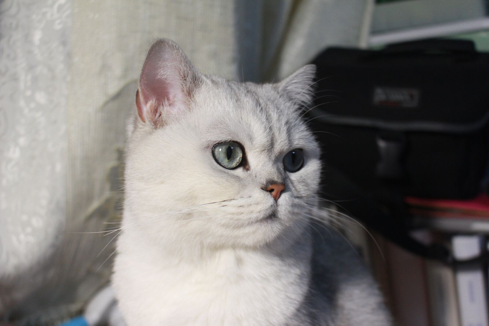 Canon EOS 700D (EOS Rebel T5i / EOS Kiss X7i) sample photo. Light grey cats eye photography