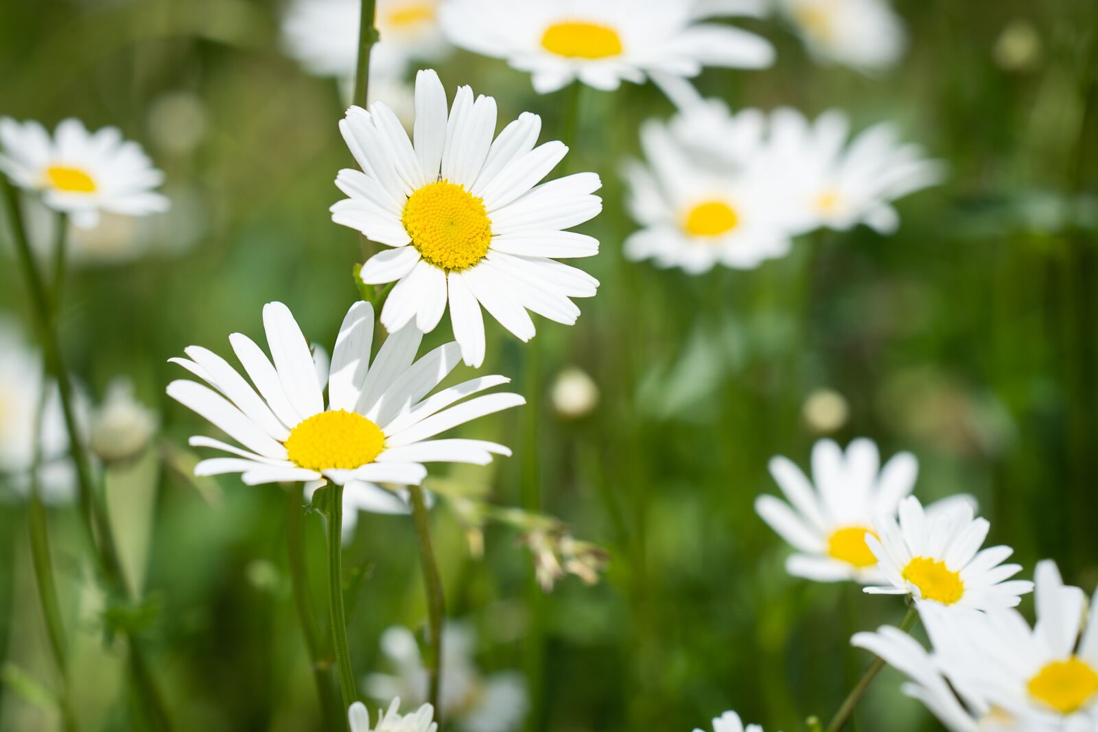 Nikon D7100 sample photo. Flower, white, white flowers photography