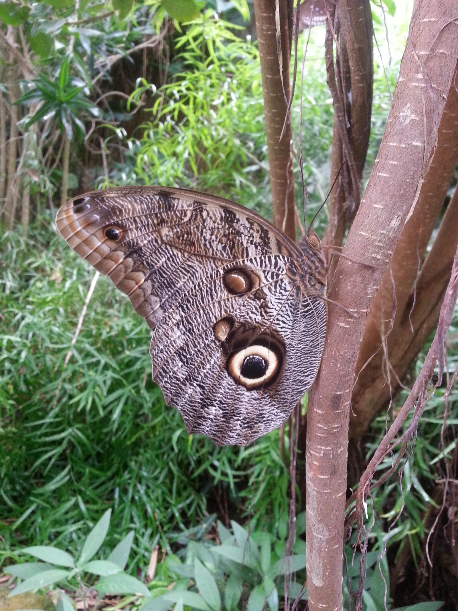 Samsung Galaxy Note2 sample photo. Butterfly, butterflies, nature photography