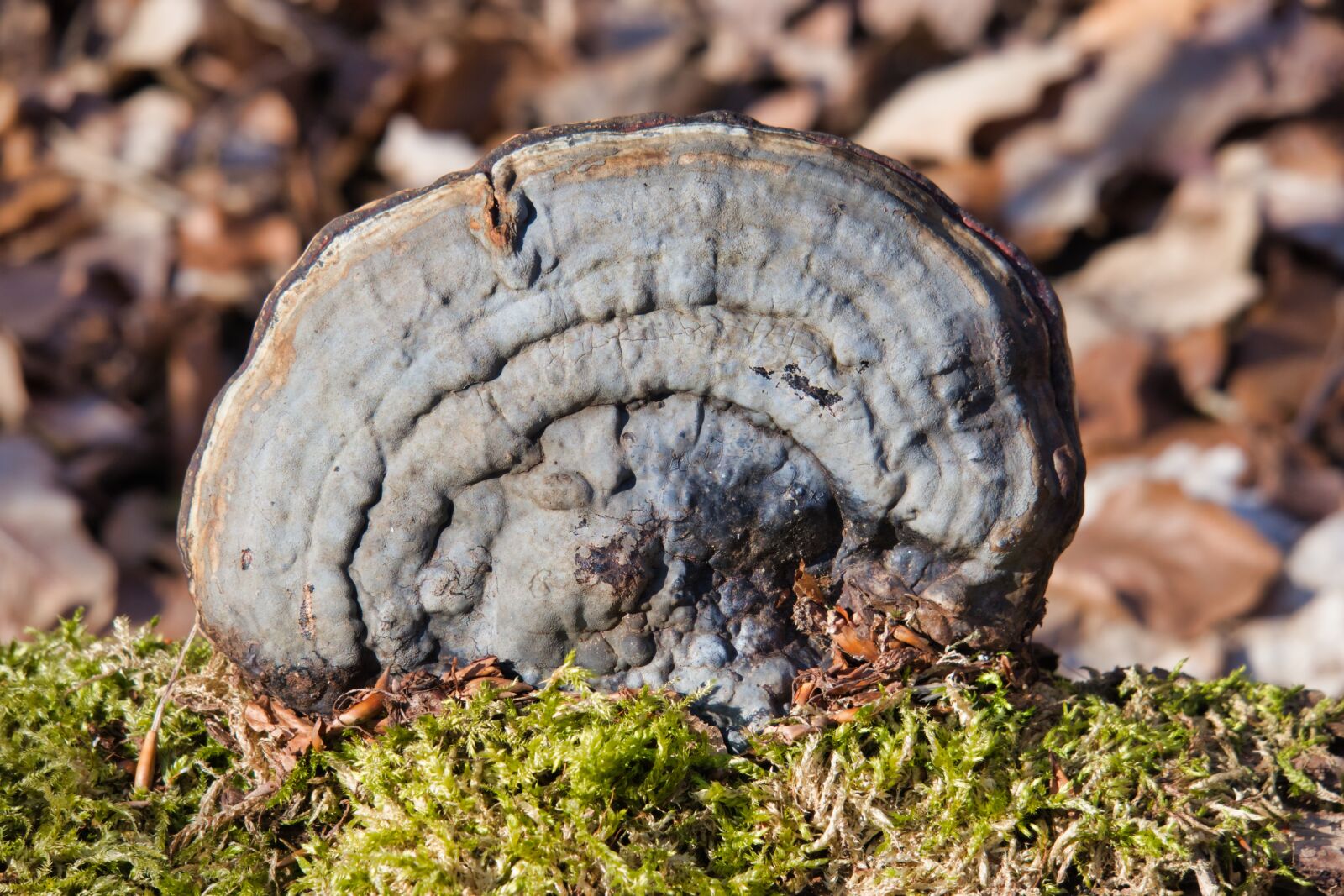 Canon PowerShot G3 X sample photo. Tinder fungus, tree fungus photography