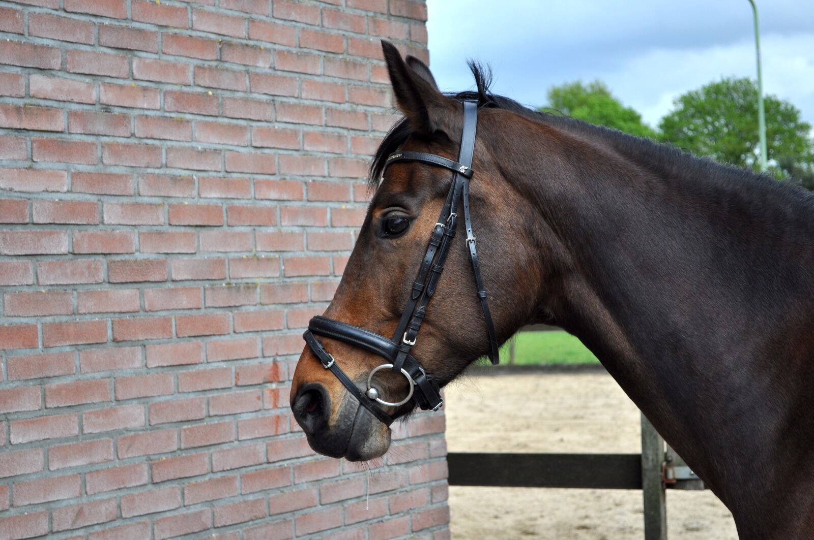 Nikon D5000 sample photo. Horse, head, animal photography