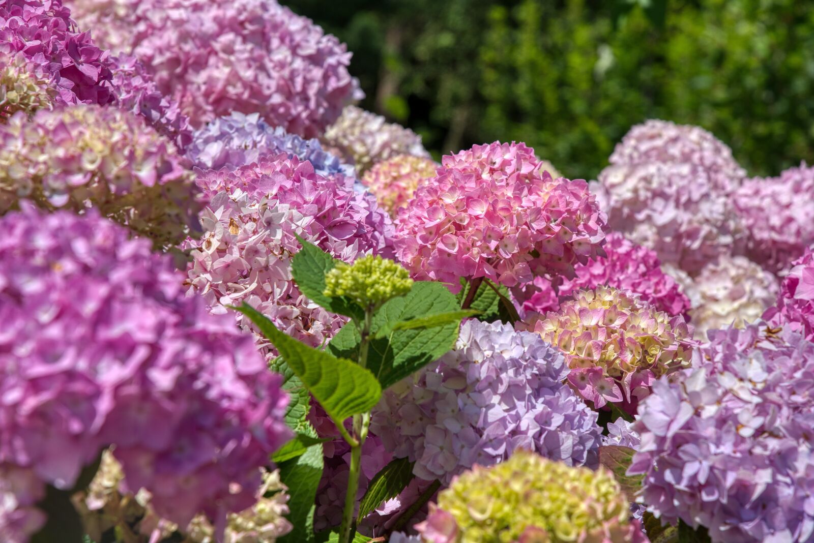 Nikon D750 sample photo. Hydrangeas, hydrangea, hydrangeaceae photography
