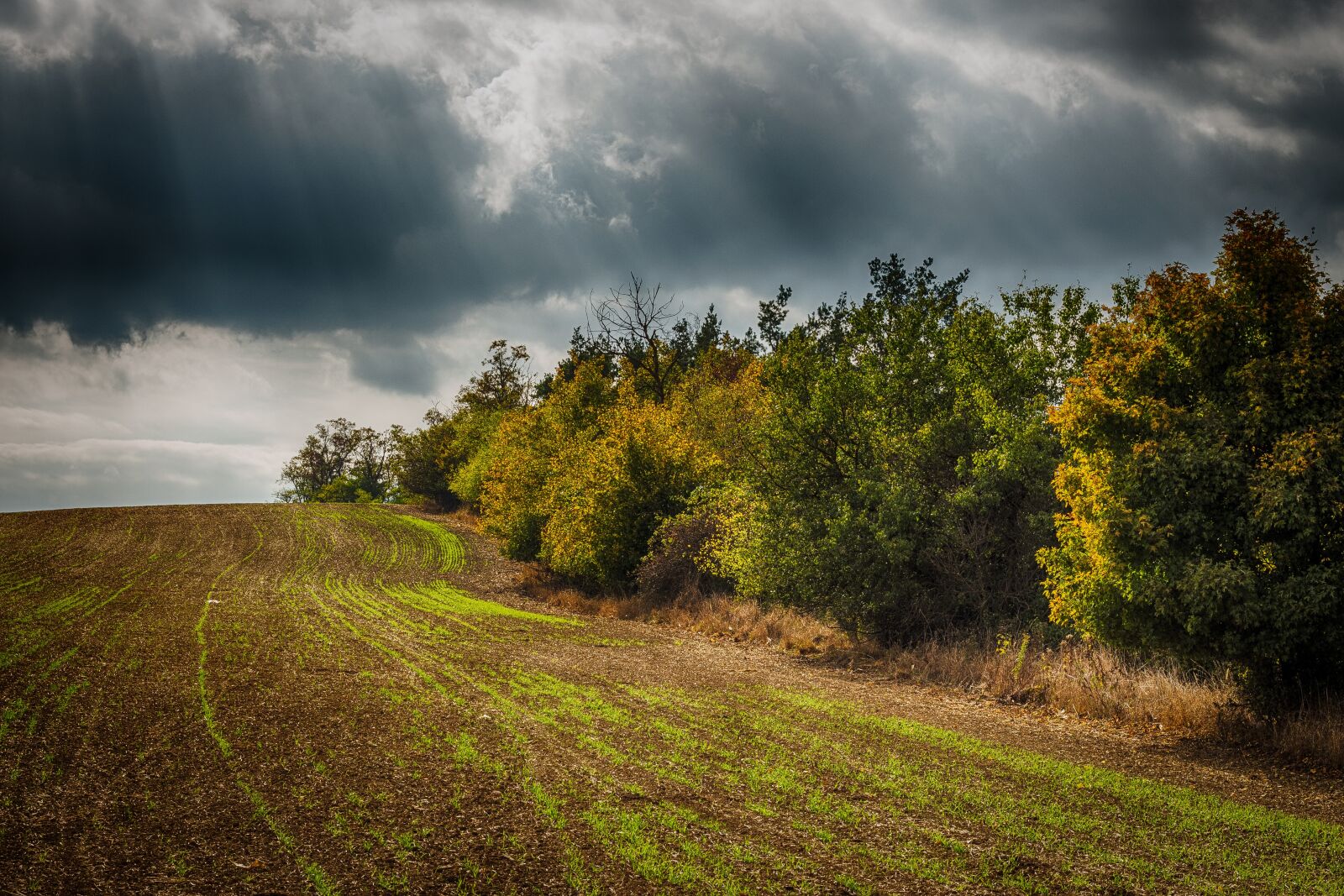 Canon EOS 700D (EOS Rebel T5i / EOS Kiss X7i) sample photo. Hdr, trees, heaven photography