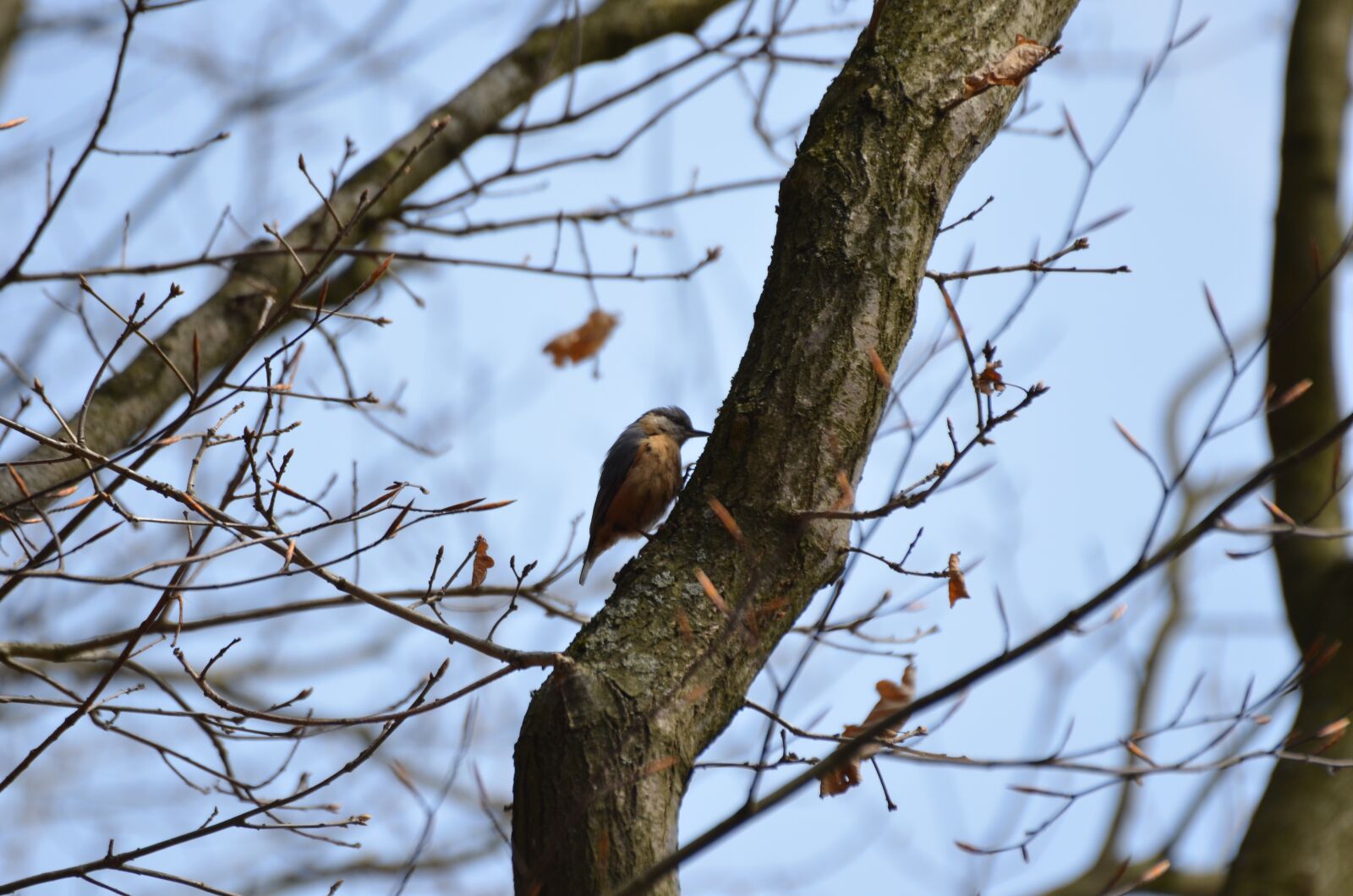 Nikon D5100 sample photo. Kleiber, bird, log photography