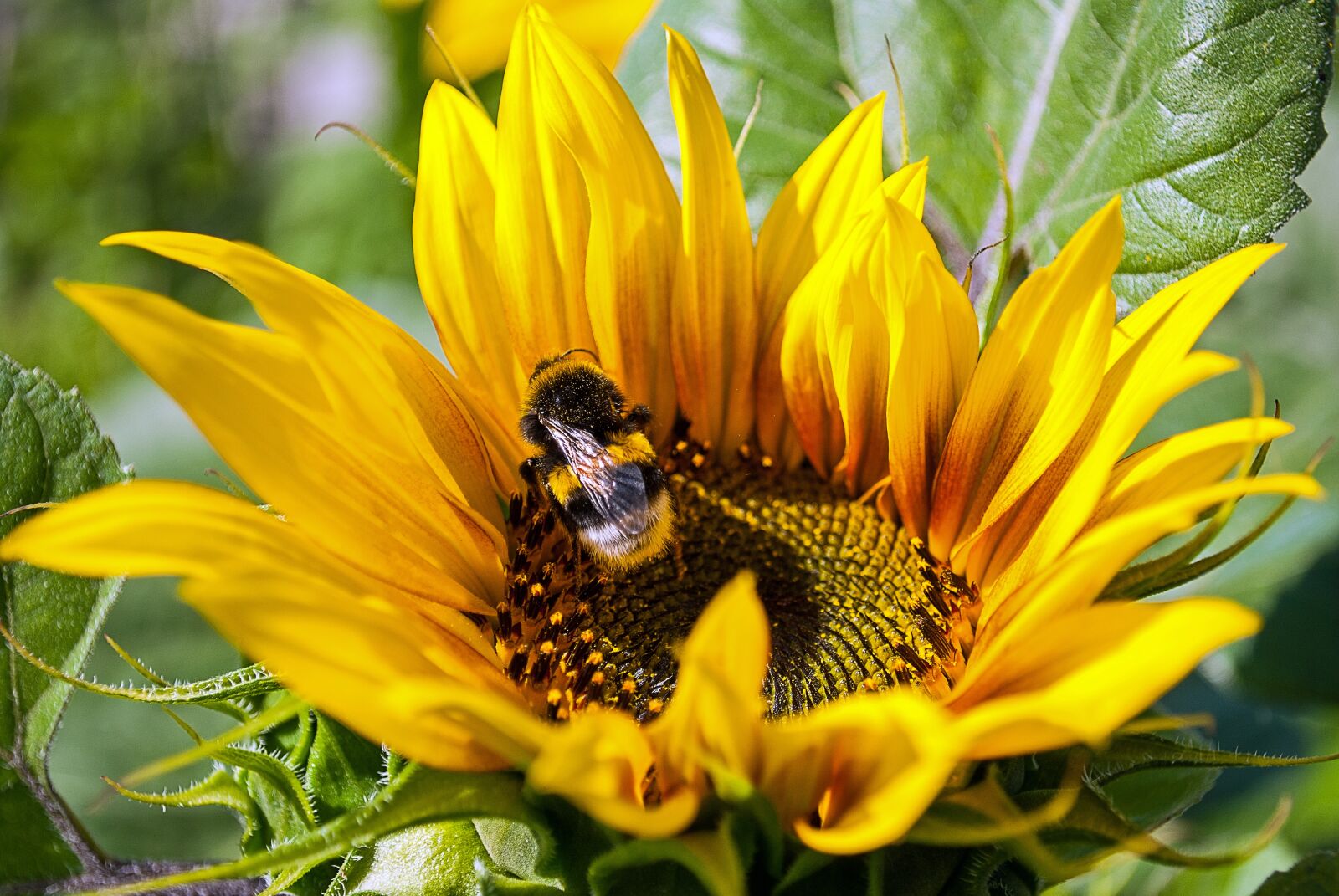 Nikon D3000 sample photo. Sunflower, bumblebee, pollination photography