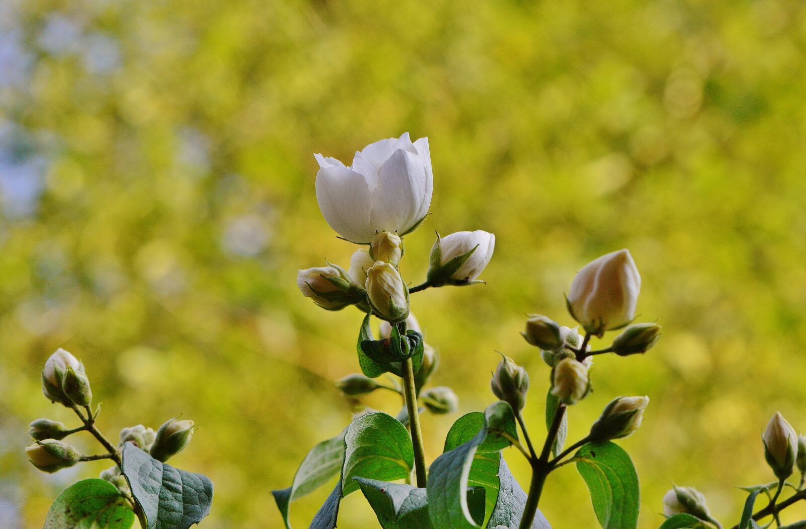Nikon D3200 sample photo. Flower, white, jasmin photography