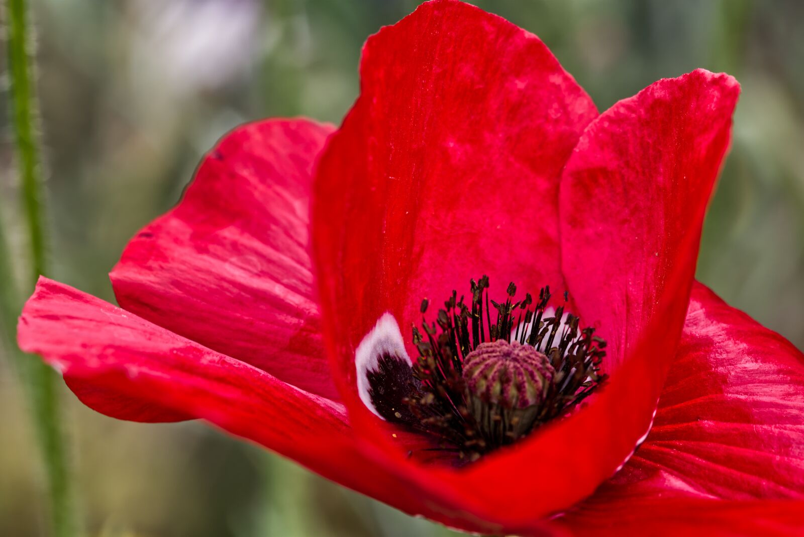 Nikon D5500 sample photo. Flower, flowering poppy, red photography