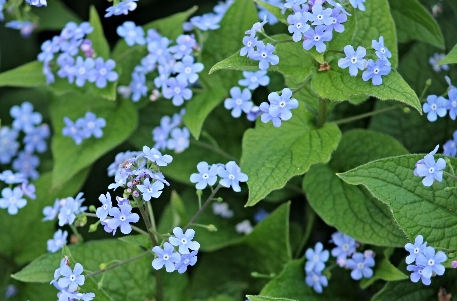 Canon EOS 1100D (EOS Rebel T3 / EOS Kiss X50) sample photo. Forget me not, flowers photography
